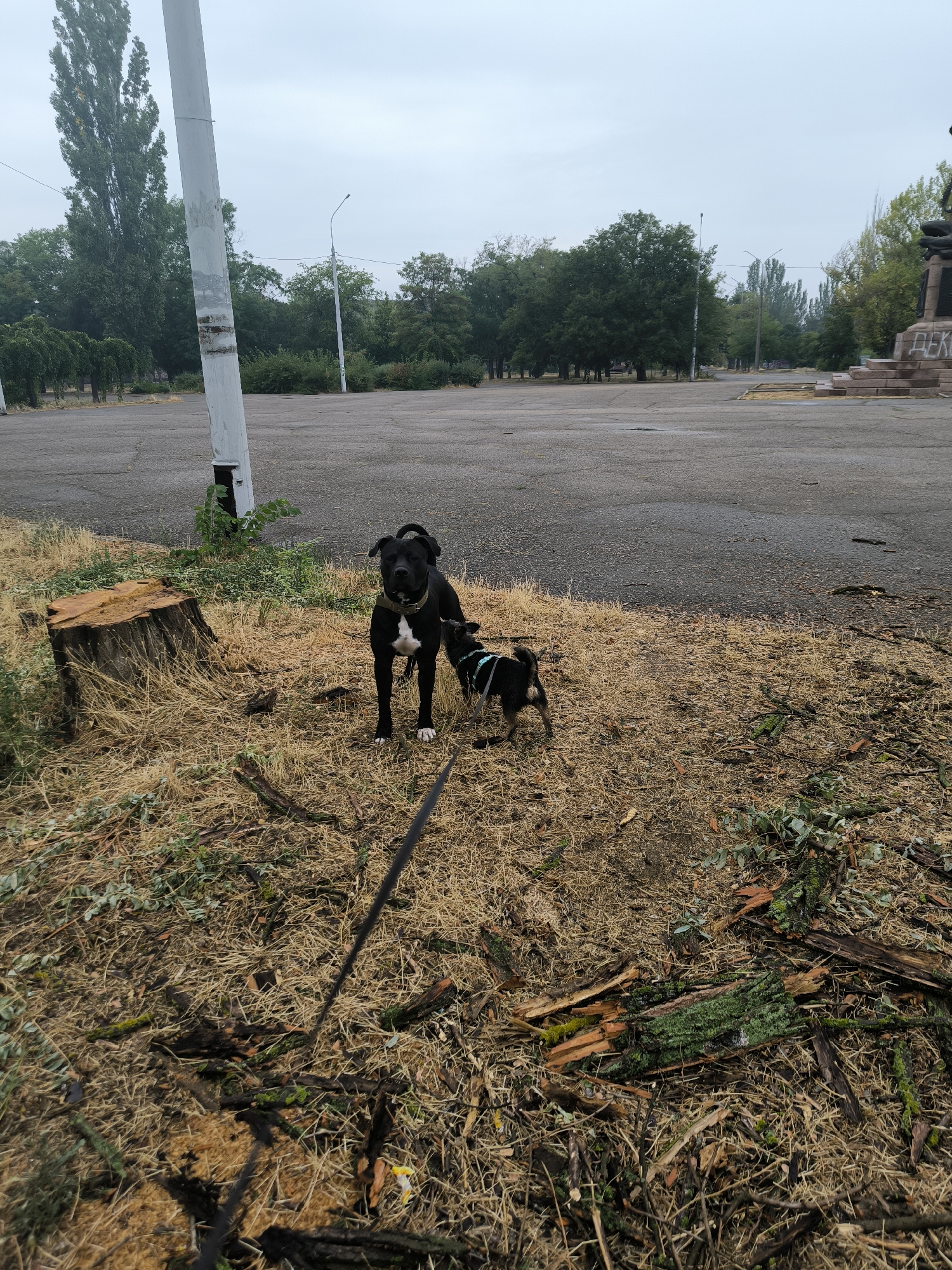 A black and white pit bull terrier and a smaller black dog are standing in a grassy, debris-strewn area next to a paved surface. A large tree stump is to the left of the dogs. In the background, there is a street light, trees, and a statue. The sky is overcast. The scene is likely in Mykolaiv, Ukraine, as indicated by the graffiti on the statue which reads "ДЕК" which could be a portion of a Ukrainian inscription.