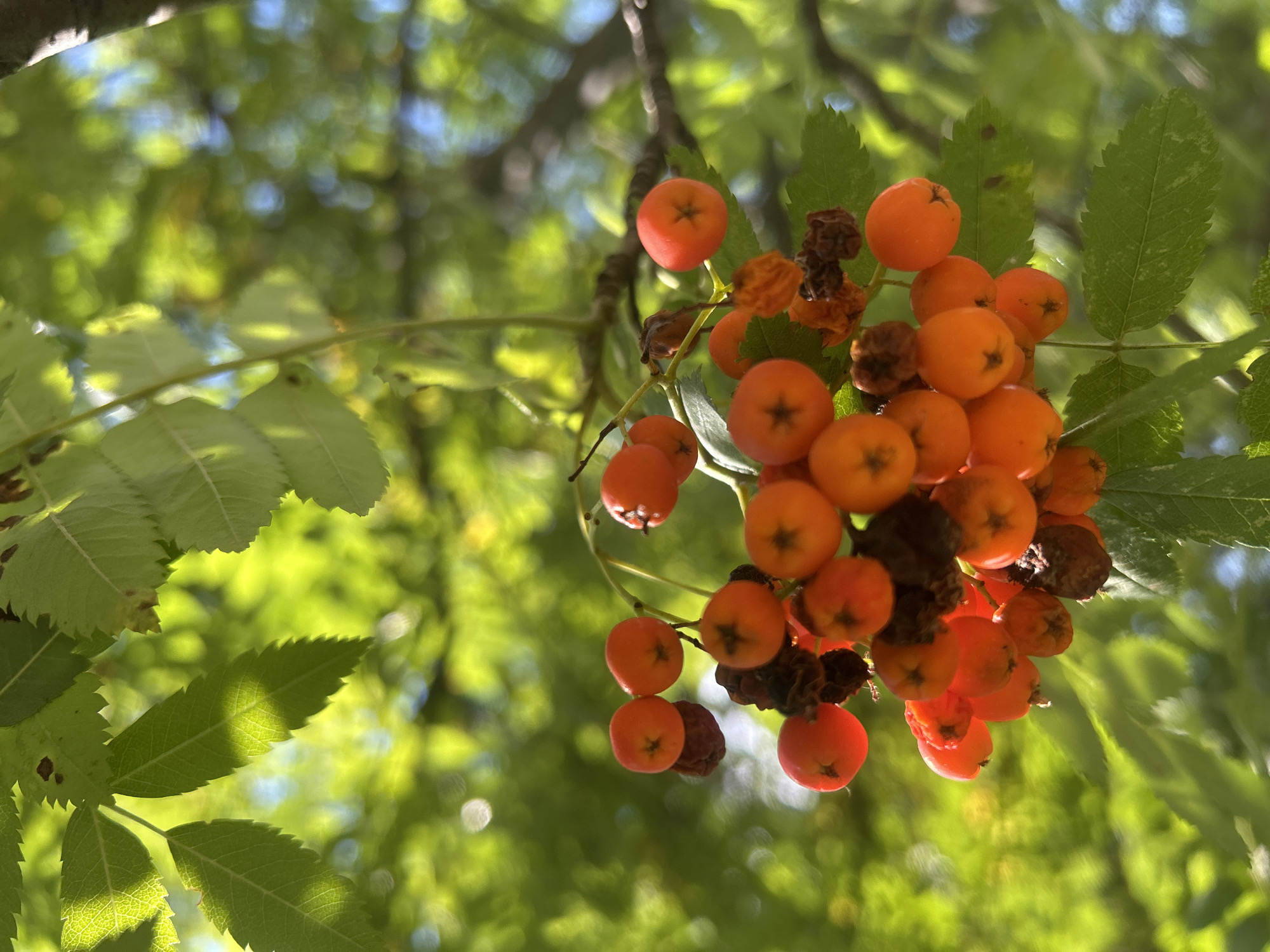 The image shows a close-up of a cluster of orange berries on a branch, with green leaves and dappled sunlight in the background. The berries are small and round, with some appearing to be slightly shriveled. Some dark, dried berries or seed pods are also visible among the orange ones. The leaves are serrated and have visible veins. The overall impression is of a natural, outdoor scene with a focus on the fruit. The location is specified as Moscow, Russia, but there are no specific landmarks or elements in the image to confirm this. There are no people or animals present, and no discernible actions or interactions. The environment is that of a tree or shrub with foliage.