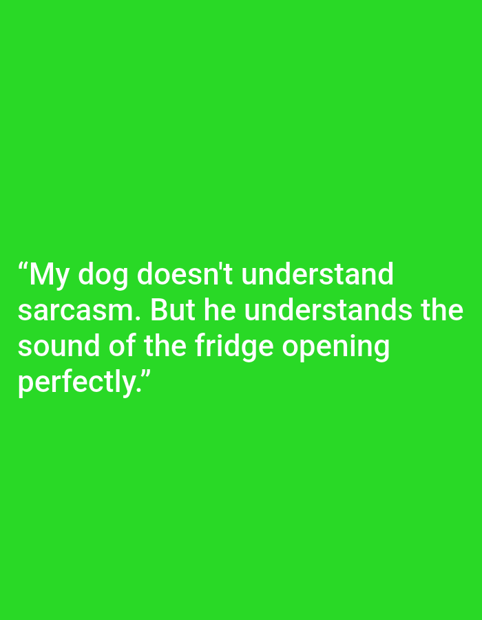 A humorous quote is displayed in white text against a bright green background. The quote reads: "My dog doesn't understand sarcasm. But he understands the sound of the fridge opening perfectly." The text is left-aligned and appears to be centrally located on the screen, with a significant amount of green space above and below it. There are no people, objects, or any discernible environmental features other than the solid green background. The image does not contain any information that would allow for its location in Kępno, Poland, or any other specific geographical area.