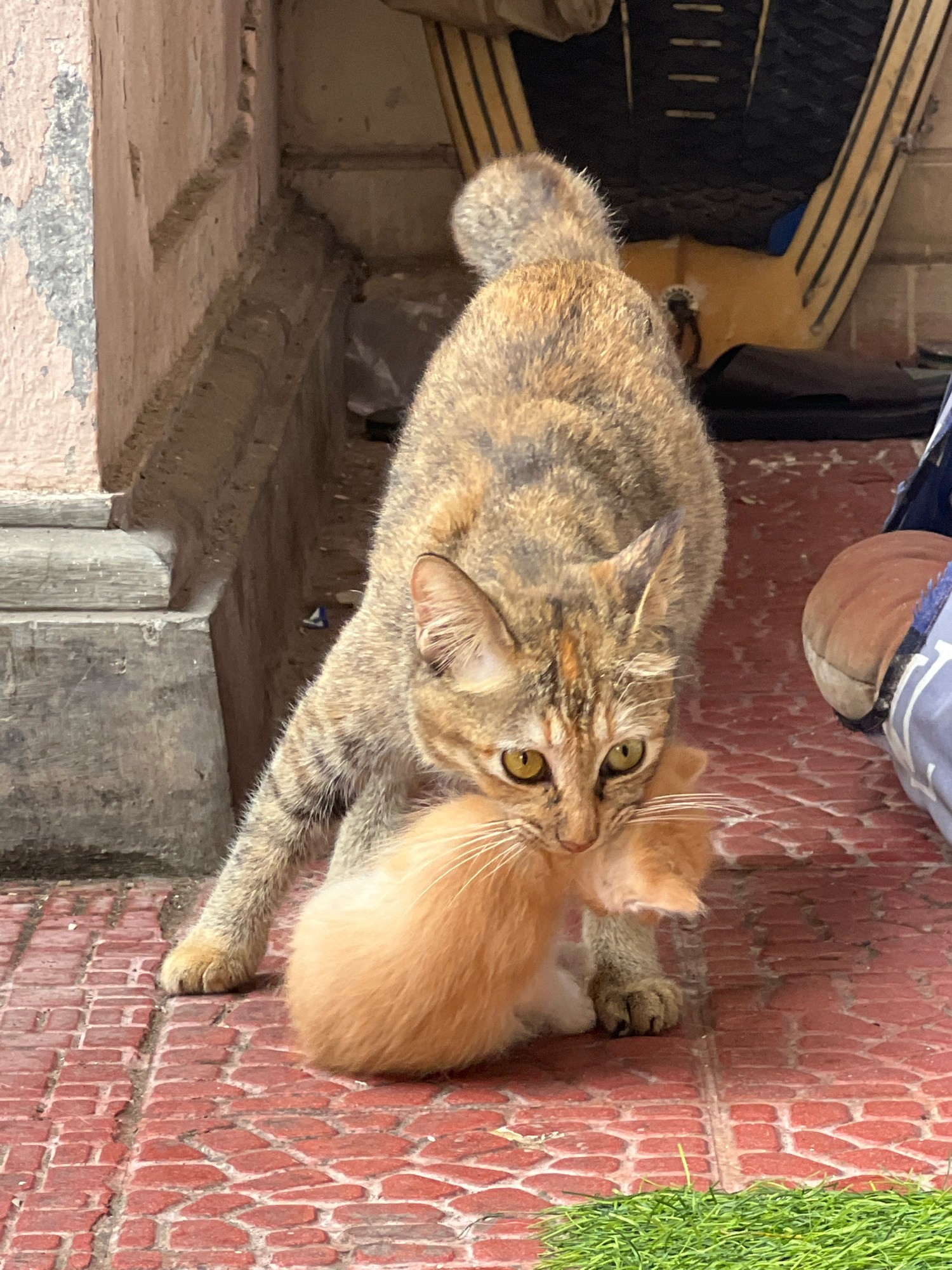 In Denpasar, Indonesia, a mother cat, with brown and black tabby markings and yellow eyes, gently carries an orange kitten by the scruff of its neck. The mother cat is positioned in the foreground, facing left, with its body arched and tail raised. The kitten, mostly obscured by the mother's head, is pale orange and appears passive. They are on a reddish-orange tiled surface. In the background, a concrete structure with rough, peeling plaster is visible to the left, and beyond that, a dark, slatted structure and what appears to be a yellow tarp. Green grass is present in the lower right corner of the frame. The lighting suggests it is daytime.
