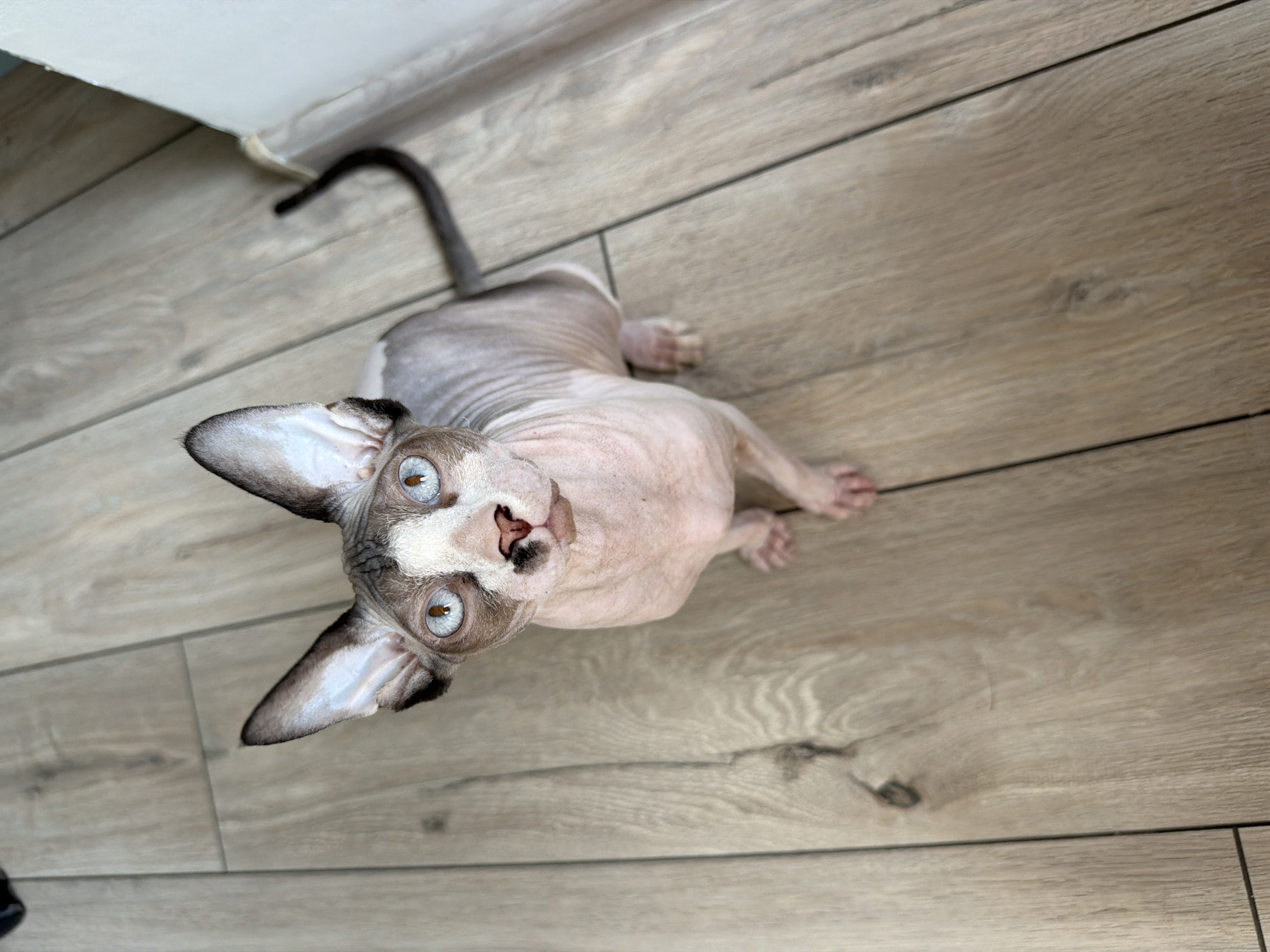 A sphynx cat with striking blue eyes and a wrinkled pink body sits on a light brown wooden floor. The cat is facing the camera, with its ears perked up and a dark marking on its nose. Its tail is curled to the right. The background shows the floor and a white baseboard.
