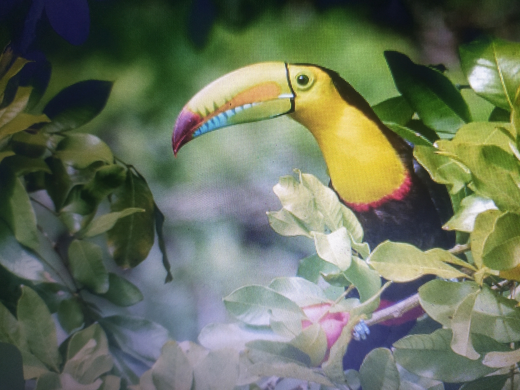 The image shows a close-up of a toucan perched amidst lush green foliage. The bird has a striking, large beak that is multicolored, featuring shades of yellow, orange, blue, and purple. Its body is primarily yellow with a black chest and a dark back, partially obscured by leaves. The background is a soft blur of greens and darker shadows, suggesting a natural environment. There is no indication of the city of Bengaluru, India, in this image.