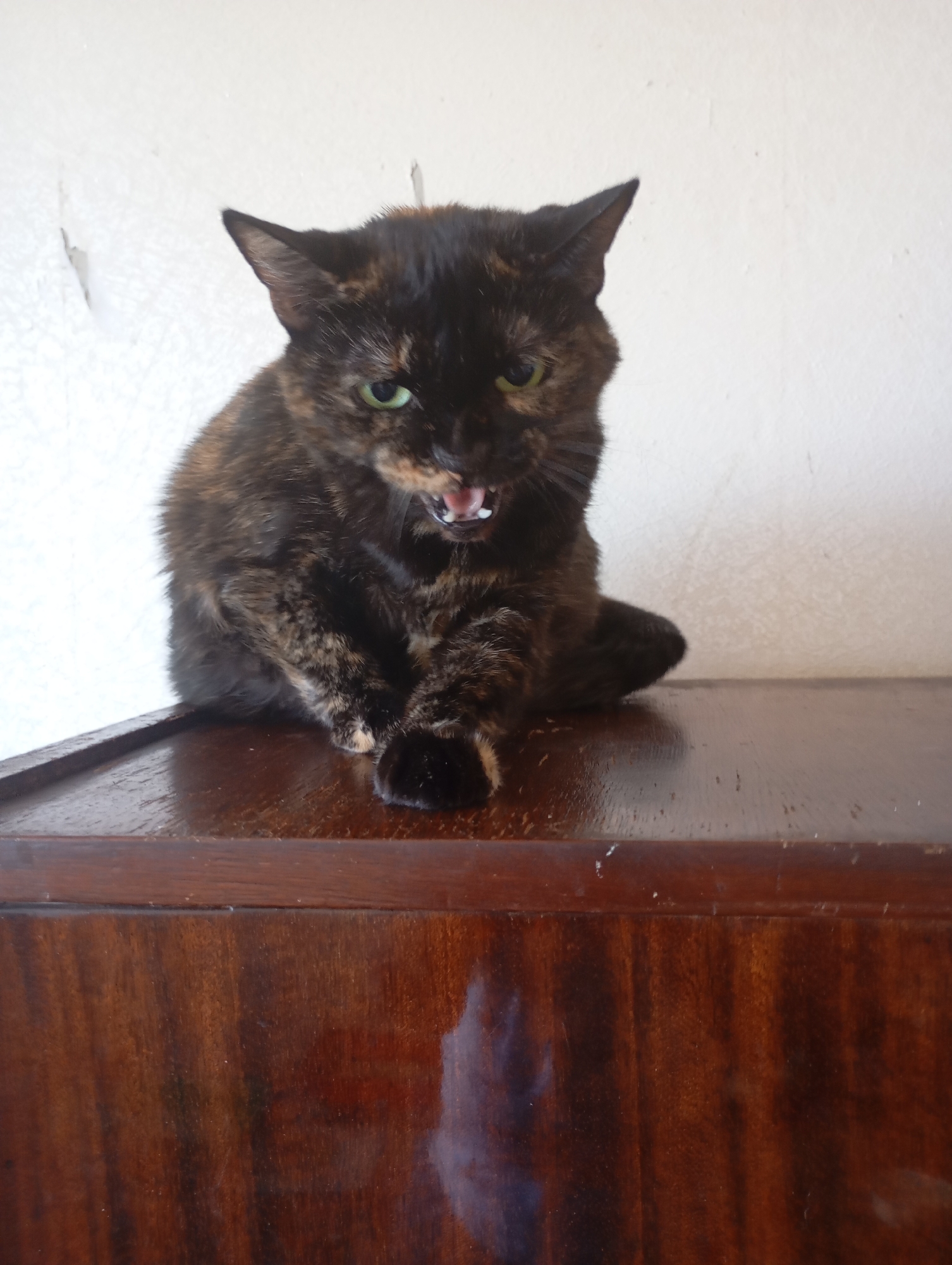 A tortoiseshell cat is sitting on a dark wood surface, possibly a dresser, with its mouth open and teeth visible, appearing to be hissing or meowing. The cat's fur is a mix of black, brown, and orange. Its eyes are green. The background is a plain white wall with some peeling paint. The lighting is natural, coming from the front, casting some reflections on the wood surface. The image appears to be taken indoors. There are no people visible in the image. The location is not specified to be Kharkiv, Ukraine.