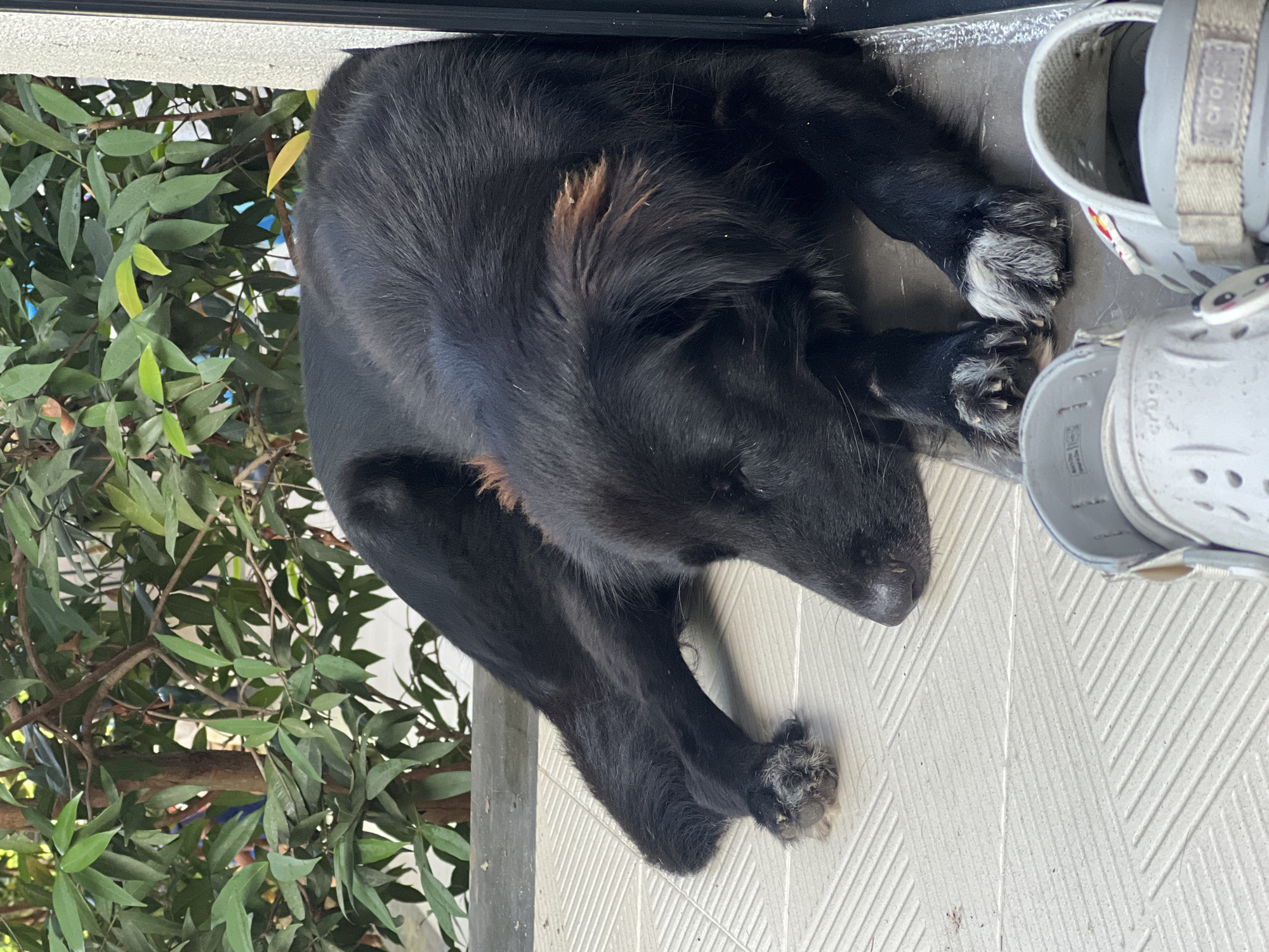 A black dog is curled up, asleep on a tiled surface next to a pair of grey Crocs. The location is outdoors near some green foliage. The city is บ้านบางรักษ์, Thailand.