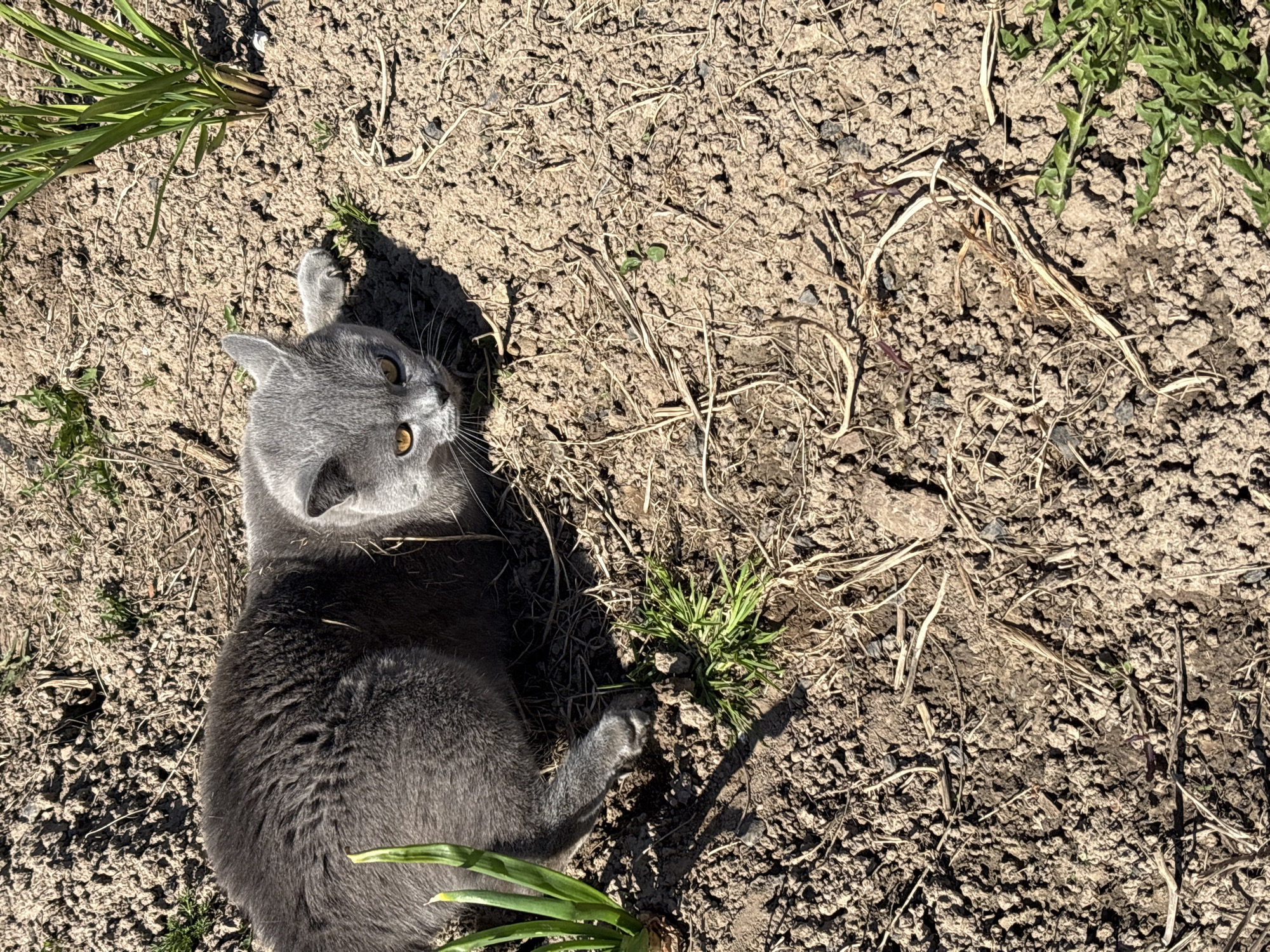 A grey cat lies on its side in a patch of dry, cracked soil and vegetation. The cat's head is tilted upwards, with its golden eyes visible. The setting appears to be outdoors, potentially in a garden or similar area. The location is Фоки, Russia, although this is not discernible from the image itself.