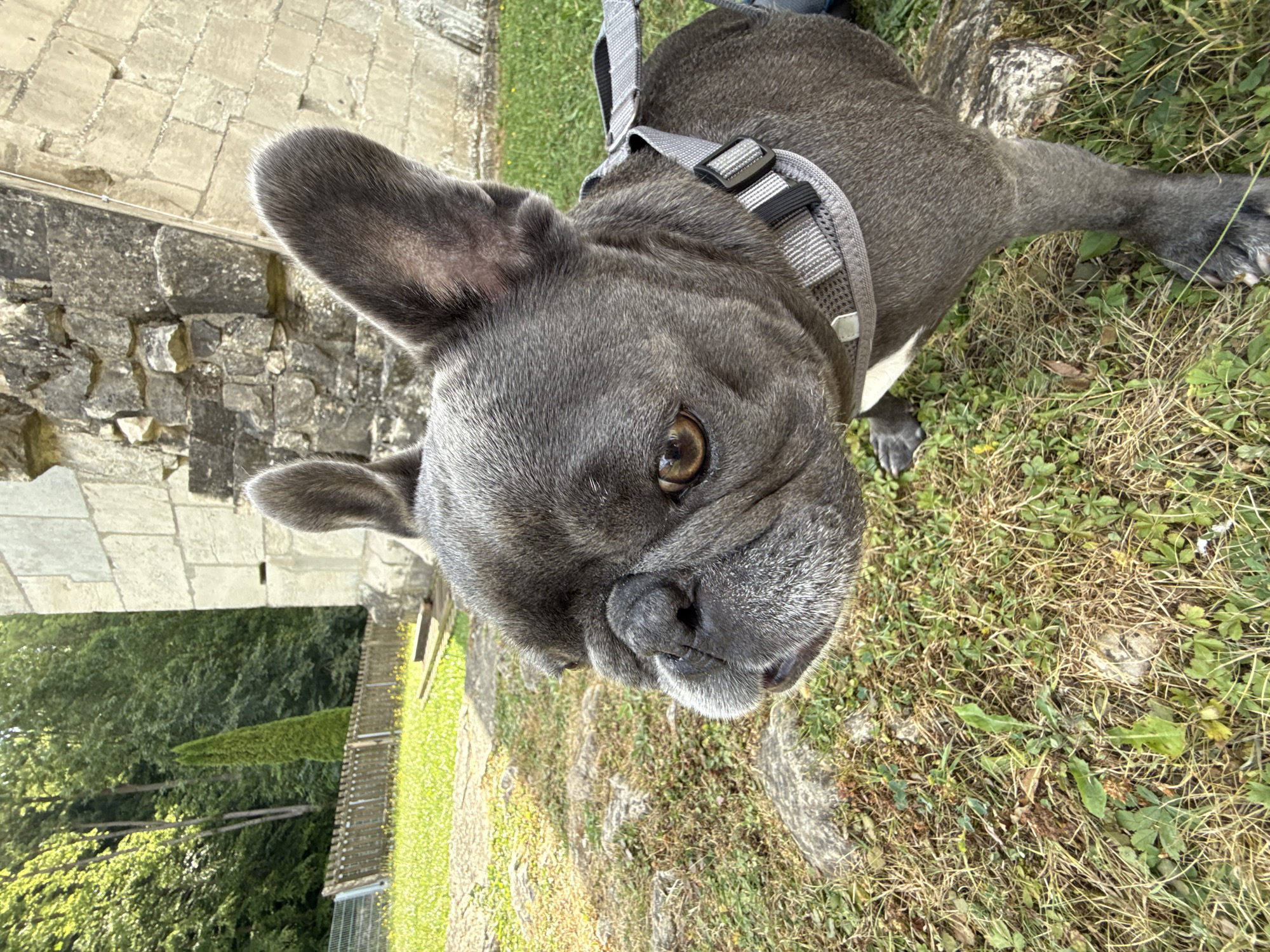 A French bulldog, wearing a gray harness, stands on a grassy area with scattered stones and dry grass. The dog faces left, with its head turned slightly towards the camera. In the background, a tall, slender evergreen tree stands against a backdrop of lush green trees. To the right, a weathered stone wall, part of an ancient structure, is visible. The scene appears to be outdoors, in an area with historical ruins. The dog is the primary subject of the image.