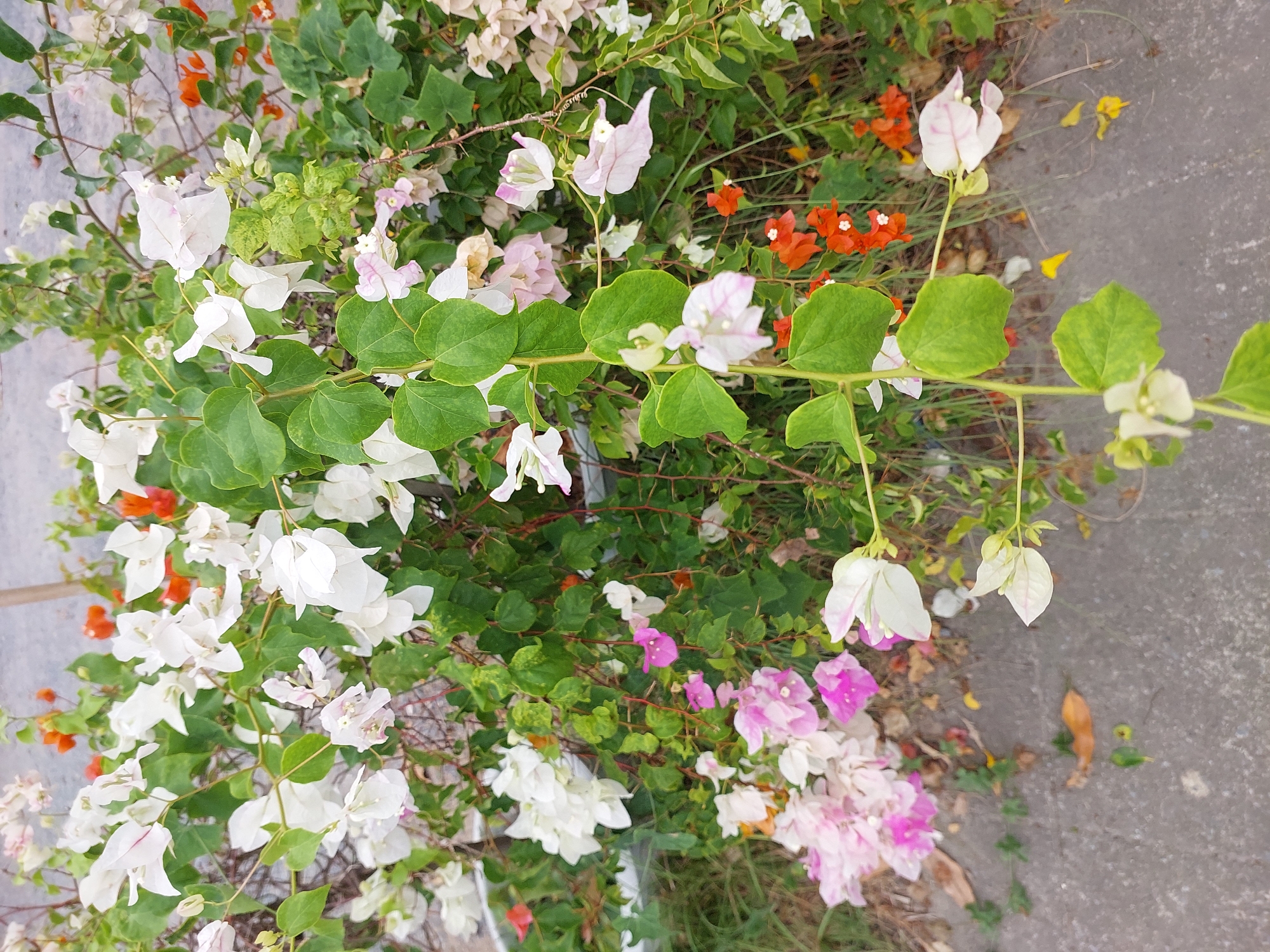 A close-up, outdoor, eye-level shot shows a dense cluster of flowering bougainvillea plants, predominantly white and pink, with some scattered orange and lighter peach blooms. The plants are lush with green leaves and thorny stems, suggesting a tropical environment. The flowers are papery and delicate, some with thin pink veins. In the background, a rough, gray textured surface, likely a sidewalk or road, is visible, with some dry leaves and sparse vegetation on the ground. The lighting is natural, with no harsh shadows, indicating it could be overcast or the sun is not directly overhead. The scene appears to be in a garden or along a walkway in a humid, possibly urban, environment. No people or specific actions are depicted. The location is Ko Samui District, Thailand.