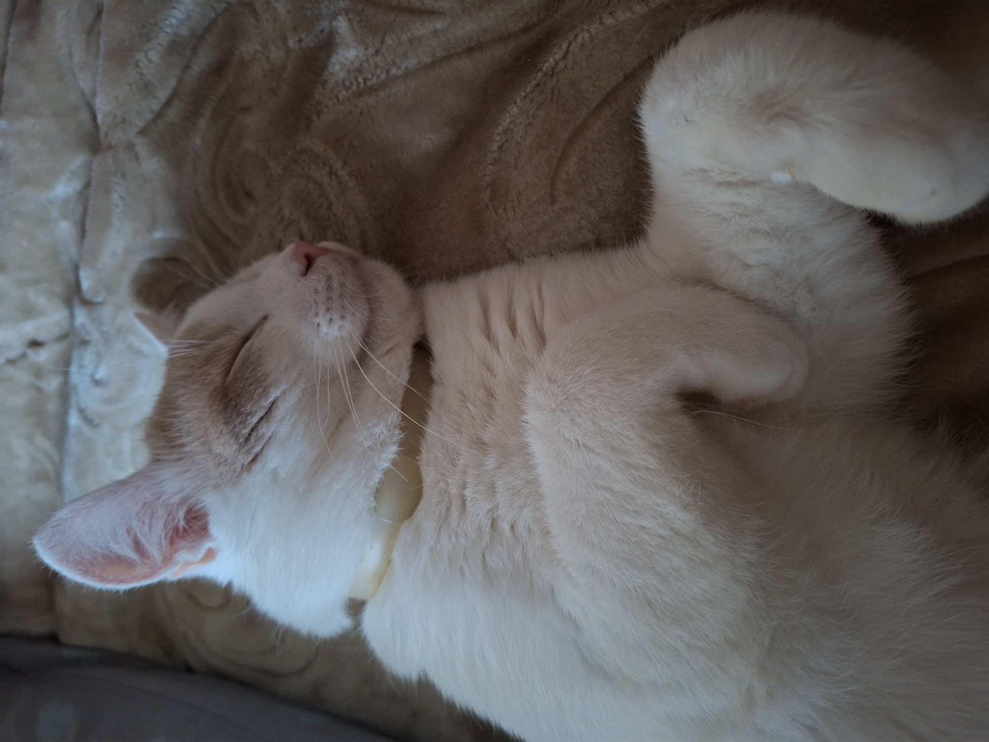 A white cat with orange markings on its head and ears is sleeping on a beige, textured surface. The cat is lying on its back with its paws tucked in. It is wearing a light-colored collar. The background appears to be a blanket or rug with a swirling pattern. The image was taken in Mykolaiv, Ukraine.