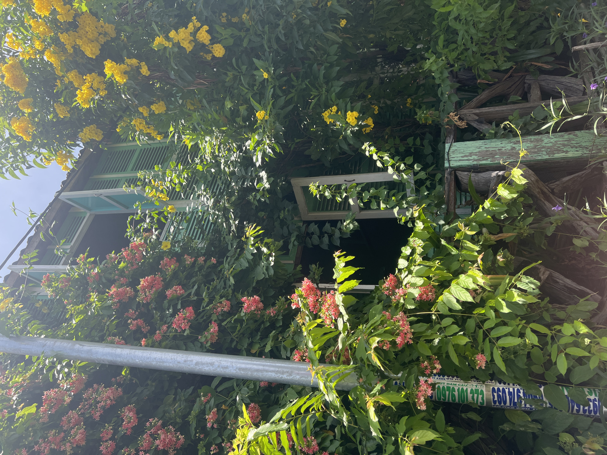 The image shows an overgrown facade of a weathered building in Hoi An, Vietnam. The building, likely a house, is covered in lush green foliage and vibrant flowering vines. Pink and red flowers bloom prolifically on the left side, while bright yellow flowers cascade from the right. A partially opened, faded green wooden shutter is visible on an upper window. Below, another window is open, revealing a darker interior. A metal pole stands vertically on the left, adorned with stickers featuring Vietnamese text and numbers. The lower part of the scene reveals a rustic, dilapidated wooden fence or structure, painted in shades of green and weathered wood, with a few scattered purple flowers on the ground. The overall impression is one of a neglected but beautiful tropical dwelling, embraced by nature.