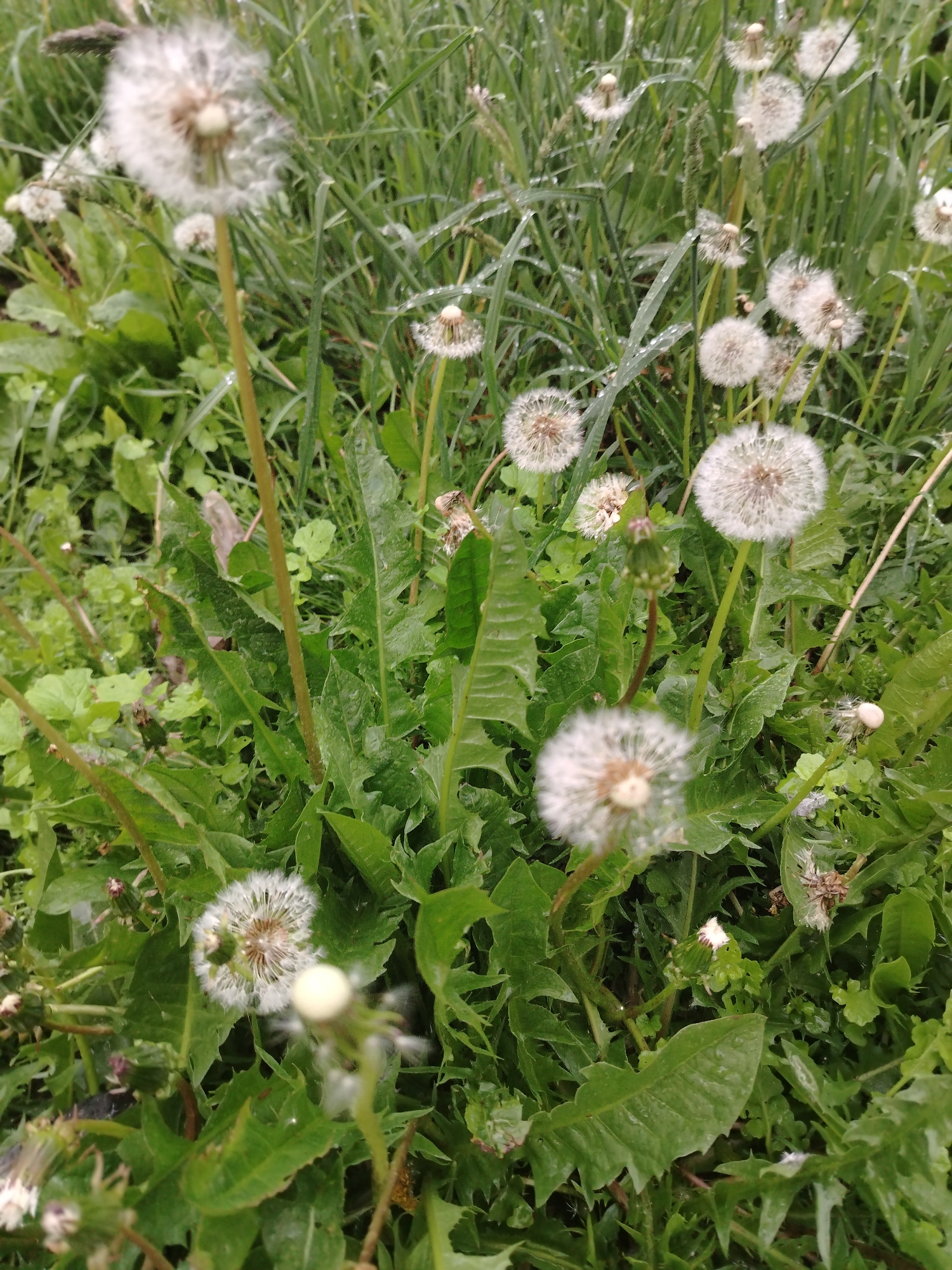 The image depicts a patch of dandelions in varying stages of bloom within a field of green grass and leaves. Some dandelions are fully flowered with their characteristic white, spherical seed heads, while others are in earlier stages of development. Dewdrops are visible on the blades of grass. The location is likely a field or uncultivated area in Rusanovo, Russia. There are no people visible in the image.