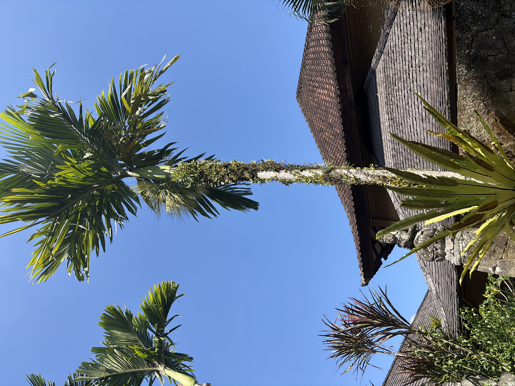In Ubud District, Indonesia, under a clear blue sky, a scene unfolds featuring lush tropical foliage and traditional Balinese architecture. Dominating the foreground is a tall palm tree with vibrant green fronds, its trunk partially covered in clinging green vines, suggesting a tropical environment. Below the palm, a spiky plant with yellow-green leaves fans out. In the background, the weathered, clay-tiled roofs of traditional Balinese buildings are visible, their textured surfaces suggesting age and the elements. Stone carvings, including a weathered statue of a seated figure, are integrated into the structures, hinting at the cultural and spiritual significance of the location. Another plant with reddish-purple, spiky leaves adds to the tropical ambiance. The overall impression is one of a serene, possibly sacred, outdoor space within a verdant tropical setting in Ubud.