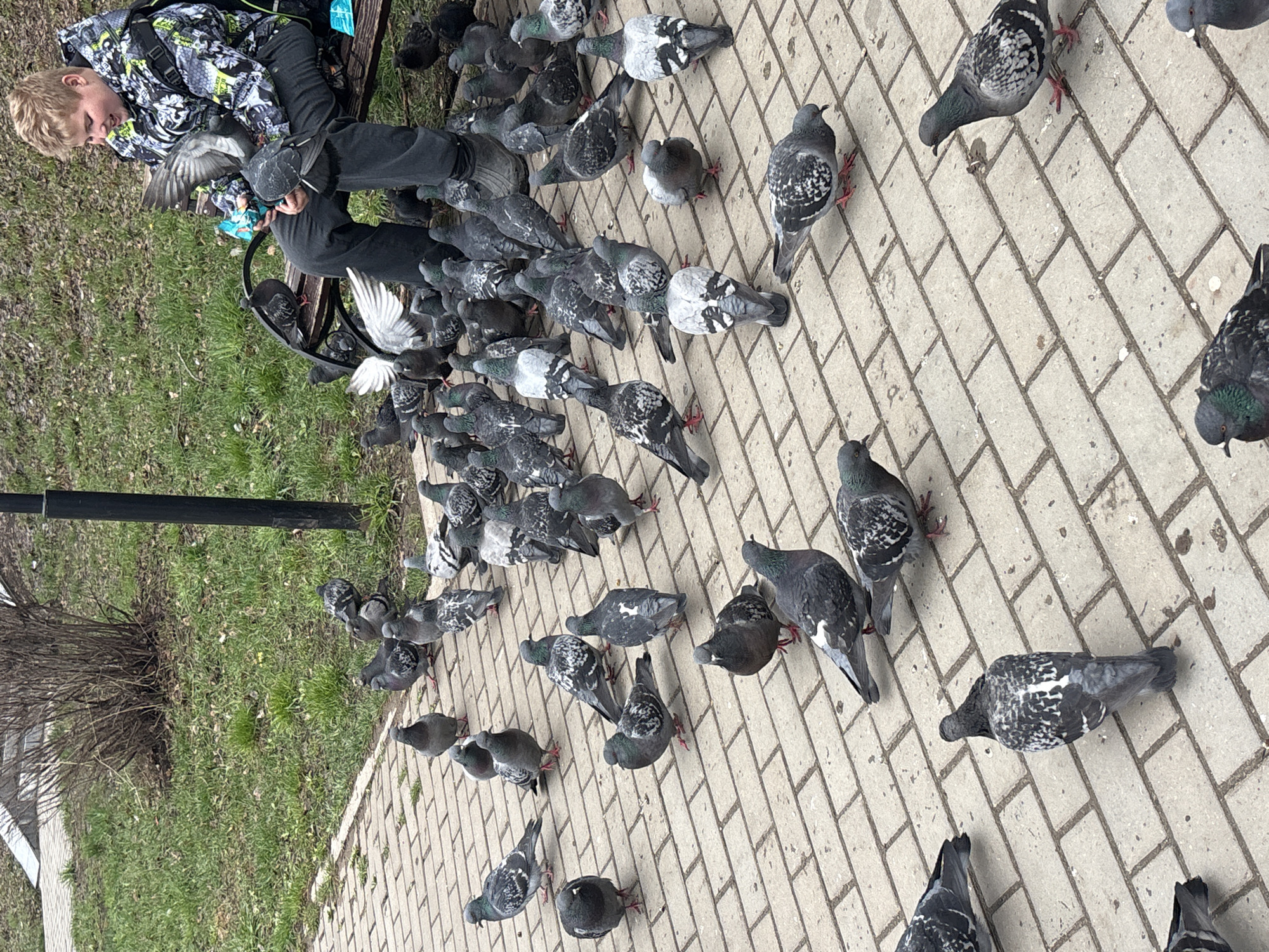 The image depicts an engaging outdoor scene in a park in Chaikovsky, Russia, where a young boy is actively feeding a large flock of pigeons. The boy, with blond hair and dressed in a distinct camouflage-patterned jacket and dark pants, is seated on a wooden park bench. He is surrounded by numerous pigeons, with several birds perched directly on his lap and arms, eagerly pecking at food held in his hands.
A multitude of other pigeons, displaying various shades of grey, white, and black plumage, are scattered across the light-colored brick paved pathway and the adjacent grassy areas. Some birds are looking towards the boy, while others are foraging on the ground. The interaction highlights a moment of connection between the child and nature.
The setting is an urban park or public space, featuring a well-maintained paved path, a wooden bench, and patches of green grass interspersed with some bare bushes or shrubbery, suggesting early spring or late autumn. A black metal pole, possibly part of a lamppost, is visible on the left side of the frame. The lighting is soft and natural, indicative of daytime, likely under an overcast sky, as there are no harsh shadows. The boy appears deeply engaged and possibly delighted by the close interaction with the birds. No visible text is clearly discernible in the image.