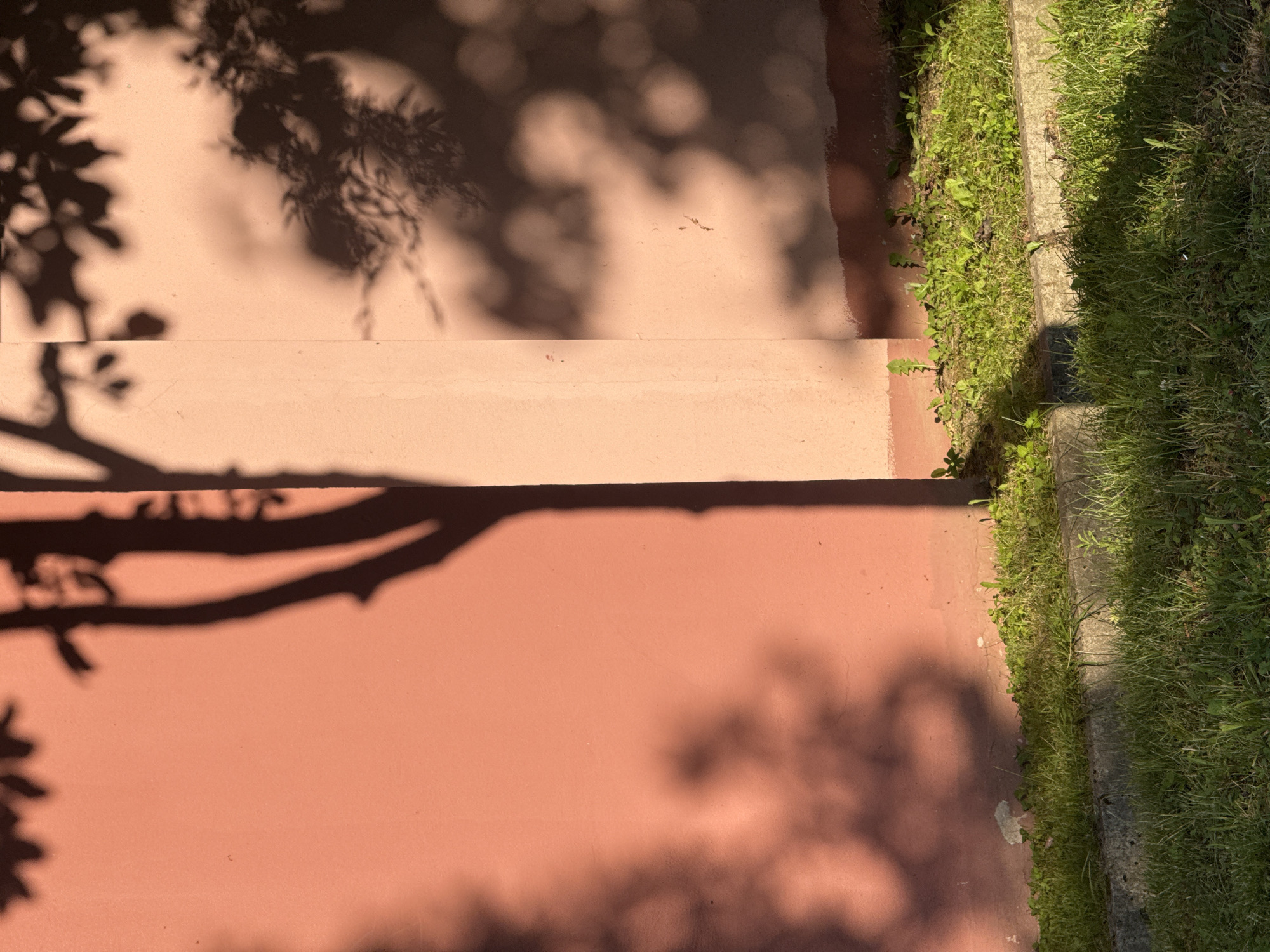 The image displays a close-up of a pink wall with shadows of tree branches and leaves cast upon it. A vertical architectural element, possibly a pillar or the corner of a building, divides the wall. The bottom of the image shows a strip of green grass growing along a concrete curb. The lighting suggests it is daytime, with the sun casting strong shadows. The scene is devoid of people or any discernable action. The location is an outdoor urban environment, though no specific city or landmarks are identifiable.