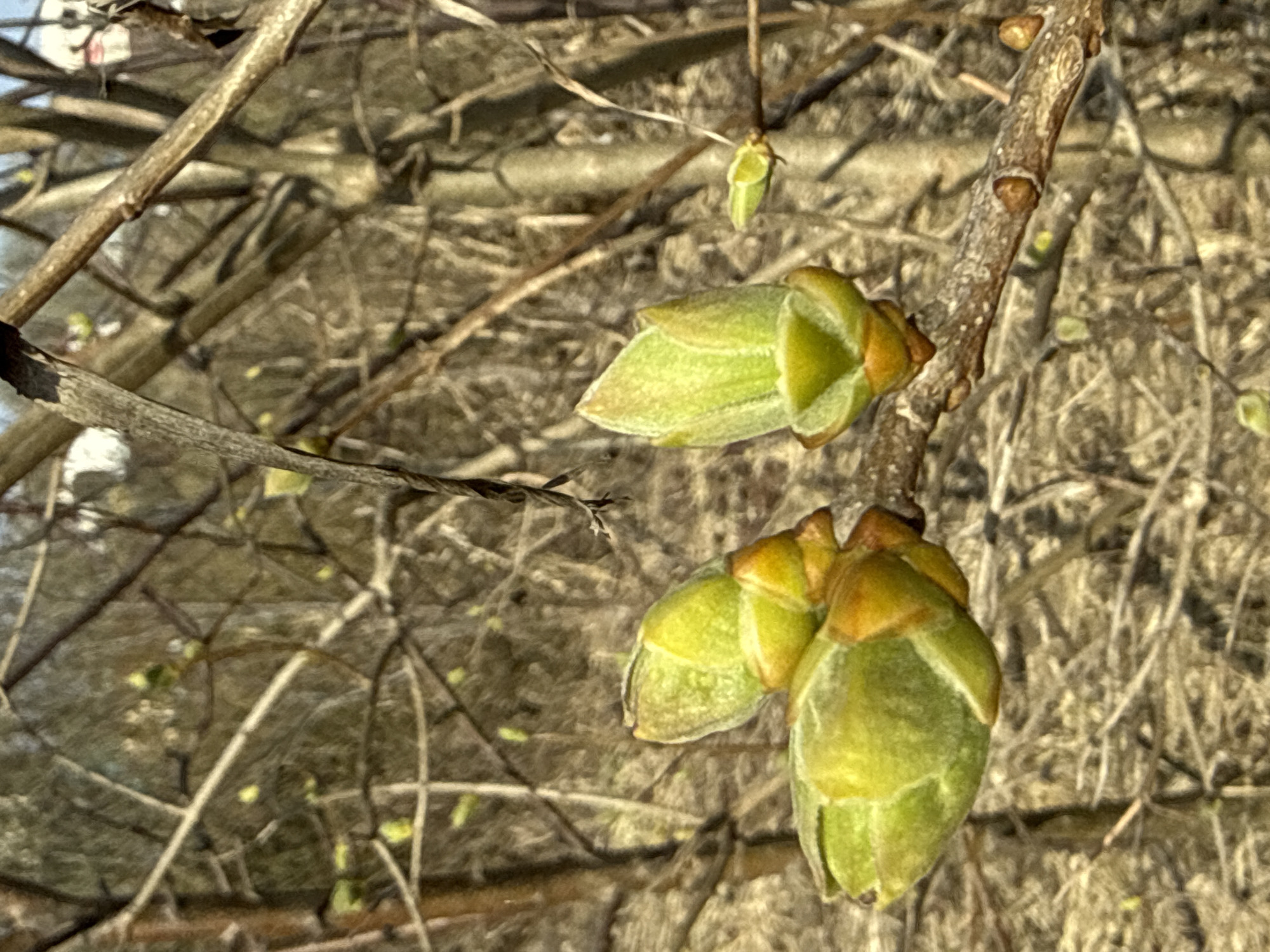 The image depicts a close-up view of budding plants in a natural setting. Three green buds are visible, attached to a light brown branch. The background shows a blurred thicket of brown branches and dried foliage, suggesting a late winter or early spring scene. The composition focuses on the emerging life of the plants. The location is not possible to determine from the image itself, and information on the location of Dmitrov, Russia, should not be included.
