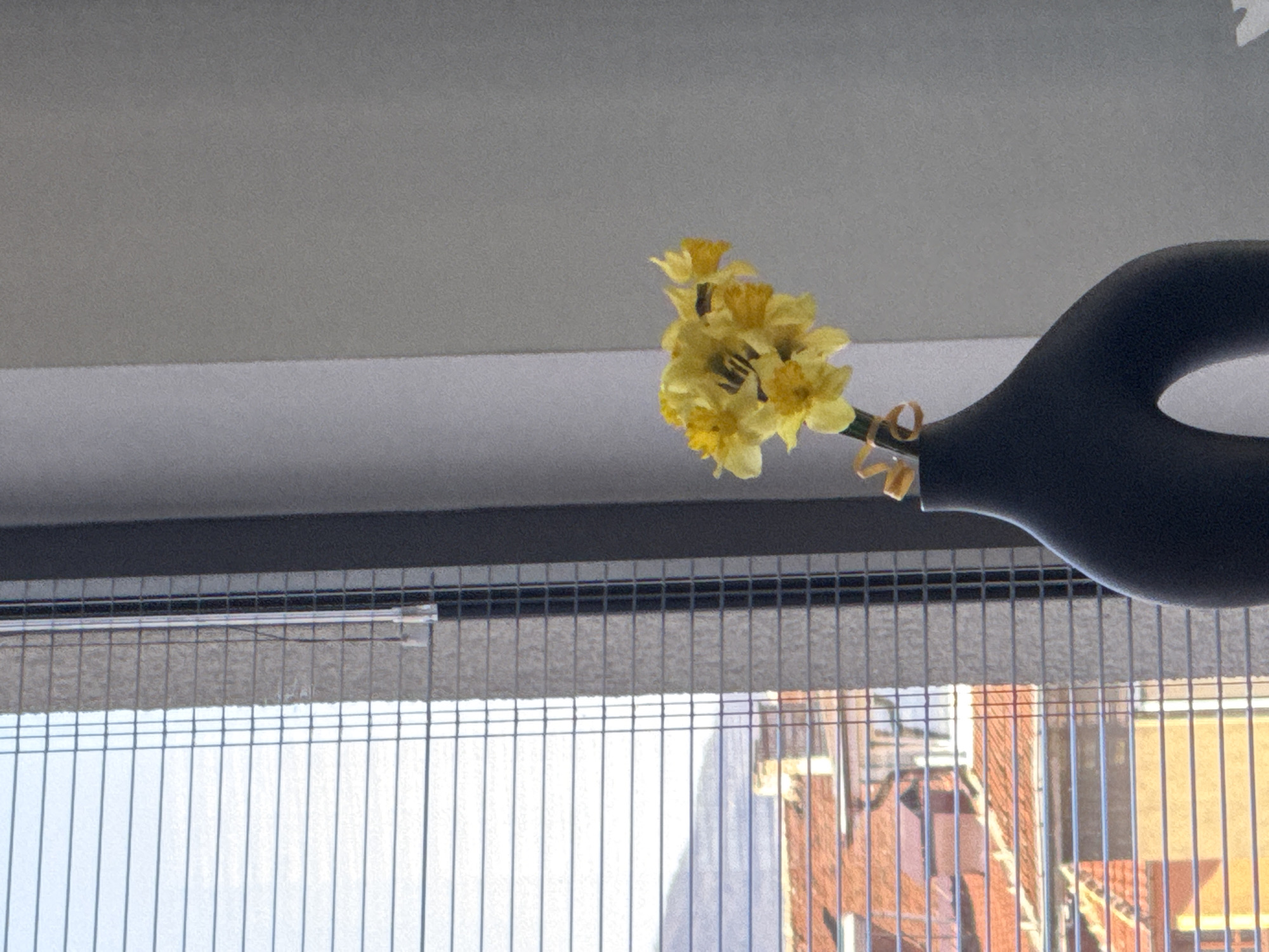 The image shows a black vase with yellow daffodils, positioned against a window with a wire mesh covering. Outside the window, there are buildings with brick and yellow facades. The scene is likely located in Sofia, Bulgaria, based on the architectural style of the buildings visible through the window. The photograph is taken from an interior perspective, looking out towards the exterior environment.