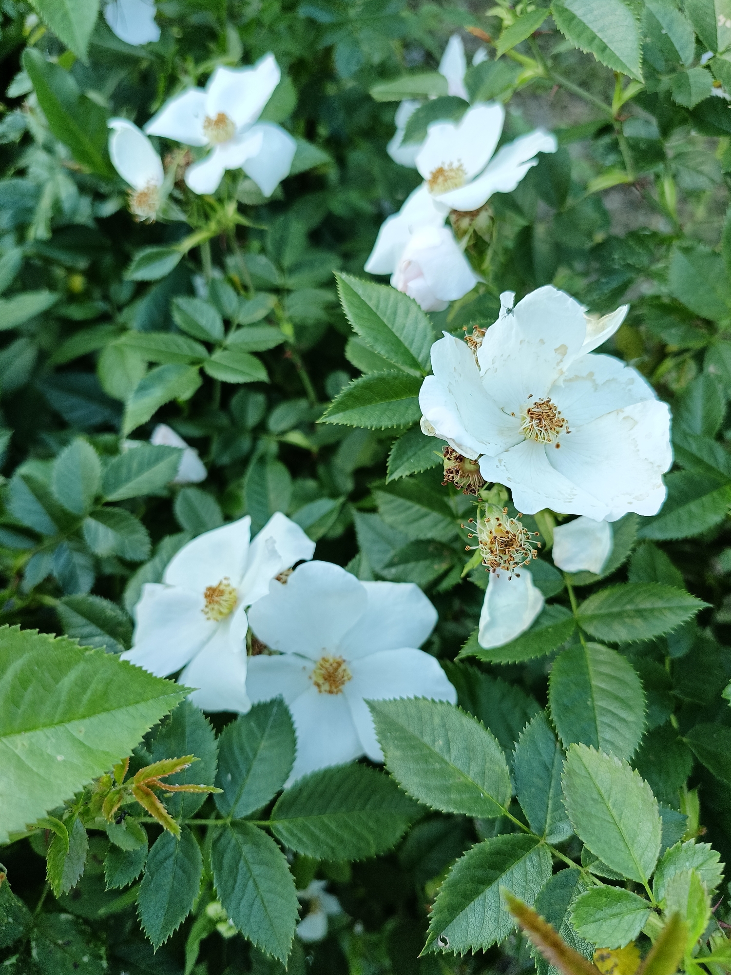 This media file showcases a close-up view of several white dog rose flowers in full bloom, interspersed with lush green foliage. The setting appears to be outdoors, with the flowers and leaves filling the frame. The lighting suggests it could be daytime, possibly late morning or early afternoon, with soft light illuminating the delicate petals. The background is a blur of green, indicating a natural environment.
The subjects are primarily the flowers and their surrounding leaves. The white petals of the dog roses are prominent, some fully open and showing their yellow stamens, while others are partially closed or in various stages of blooming. Several unopened flower buds and spent seed pods are also visible, adding to the naturalistic depiction of the plant's life cycle. The leaves are a vibrant green, with serrated edges, characteristic of rose bushes.
There are no people or discernible objects other than the natural elements of the plant. No specific activity or event is taking place; the image captures a still moment of the flowers in their natural growth. Notable details include the intricate texture of the petals and stamens, and the variety of green tones in the leaves, which are finely detailed. There are no visible text elements within the image. The overall impression is one of natural beauty and the tranquility of a garden or wild growth. The location context of Lagovskoe, Russia, suggests this could be a common scene in the Russian countryside or a park during the flowering season of dog roses.
