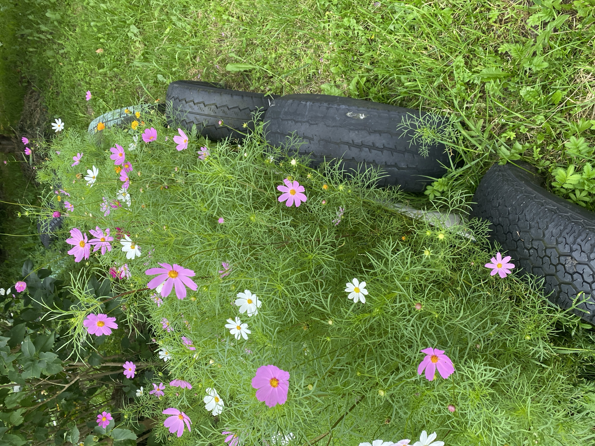 The image shows a flowerbed with pink and white cosmos flowers. The flowerbed is bordered by old tires. The flowers are growing in a dense clump, with some of the foliage reaching upwards. The background consists of green grass and some bushes. The lighting suggests it is daytime. There are no people visible in the image. The scene appears to be in a garden or yard setting, possibly in Kaliningrad, Russia, given the context provided.