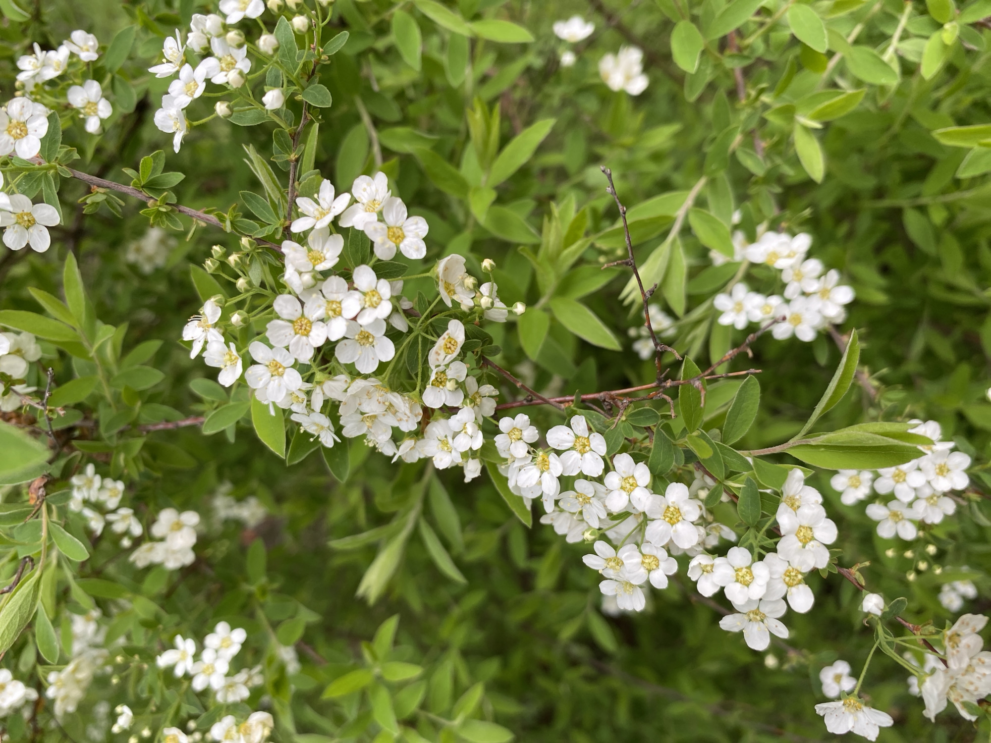 A close-up shot reveals a cluster of Spiraea flowers amidst green foliage. The flowers are small, white, and arranged in dense corymbs along thin, brown branches. The leaves are small, ovate, and light green. The background is a blur of green leaves and stems, creating a soft, natural setting. There are no people or human-made objects visible in the frame. The location is unspecified and there is no specific information related to the city of Noviy, Russia, in the image.