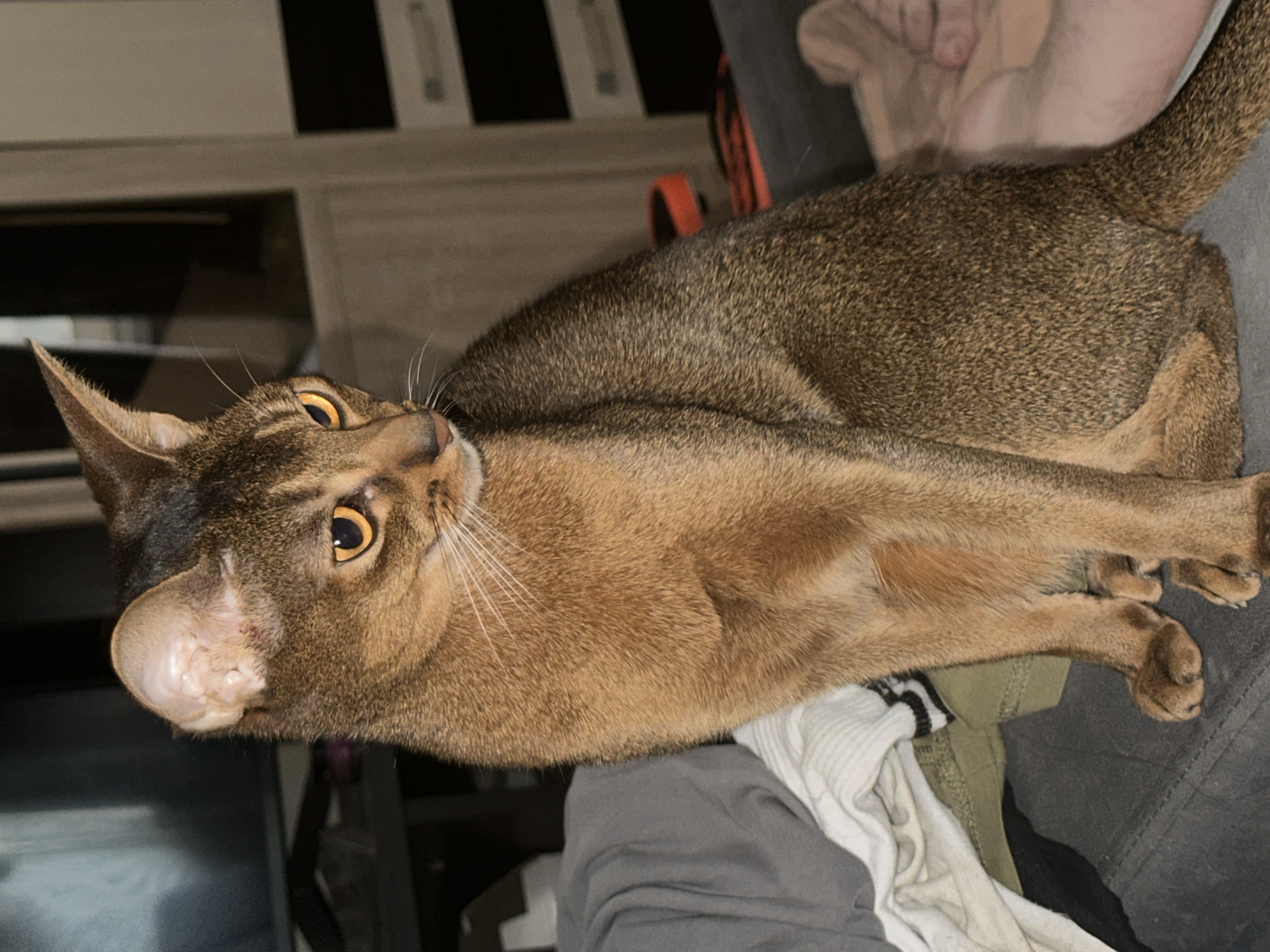 An indoor, eye-level shot captures an alert Abyssinian cat lying down, looking upwards with striking amber-gold eyes. The cat, oriented vertically on its side in the image, possesses a sleek, short coat with a ticked brown and golden-bronze pattern. Its pointed ears are upright, and long white whiskers frame its muzzle. A faint 'M' shape is visible on its forehead, characteristic of tabby markings.
The cat appears relaxed, resting on what seems to be a grey upholstered surface, possibly a couch or bed, with folded casual clothing (grey, white, and olive green) visible underneath. Behind the cat, a blurred human hand or forearm is faintly discernible. The background is dark and out of focus, revealing hints of furniture or shelving with vertical white accents, and a small, blurred orange object. The lighting is dim, suggesting an evening or night setting indoors in a home environment. No text is visible. The scene depicts a calm moment with a domestic cat in Moscow, Russia.