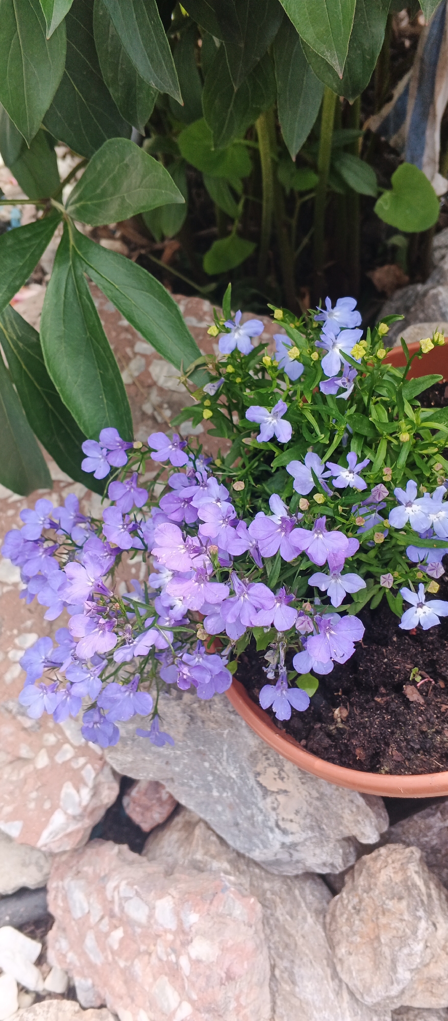 The image depicts a close-up view of a potted plant with small purple and light blue flowers, possibly lobelia, set amongst rocks and green foliage. The plant is in a brown pot filled with dark soil. The rocks in the foreground are a mix of gray and reddish-brown, some with lighter speckles. In the background, large, dark green leaves of another plant are visible. The scene appears to be outdoors, in a garden or landscaping setting. There are no people or animals in the image. The lighting suggests it is daytime. The specific location in Izhevsk, Russia, cannot be determined from the visual information provided.