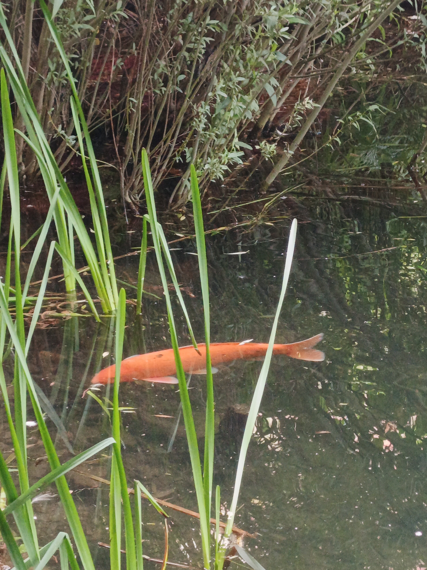 An orange koi fish swims in a pond, partially obscured by green reeds in the foreground. The pond's surface reflects the surrounding vegetation, which consists of thin, brown branches with small green leaves. The water is dark and murky. The image was captured in Zlatoust, Russia.