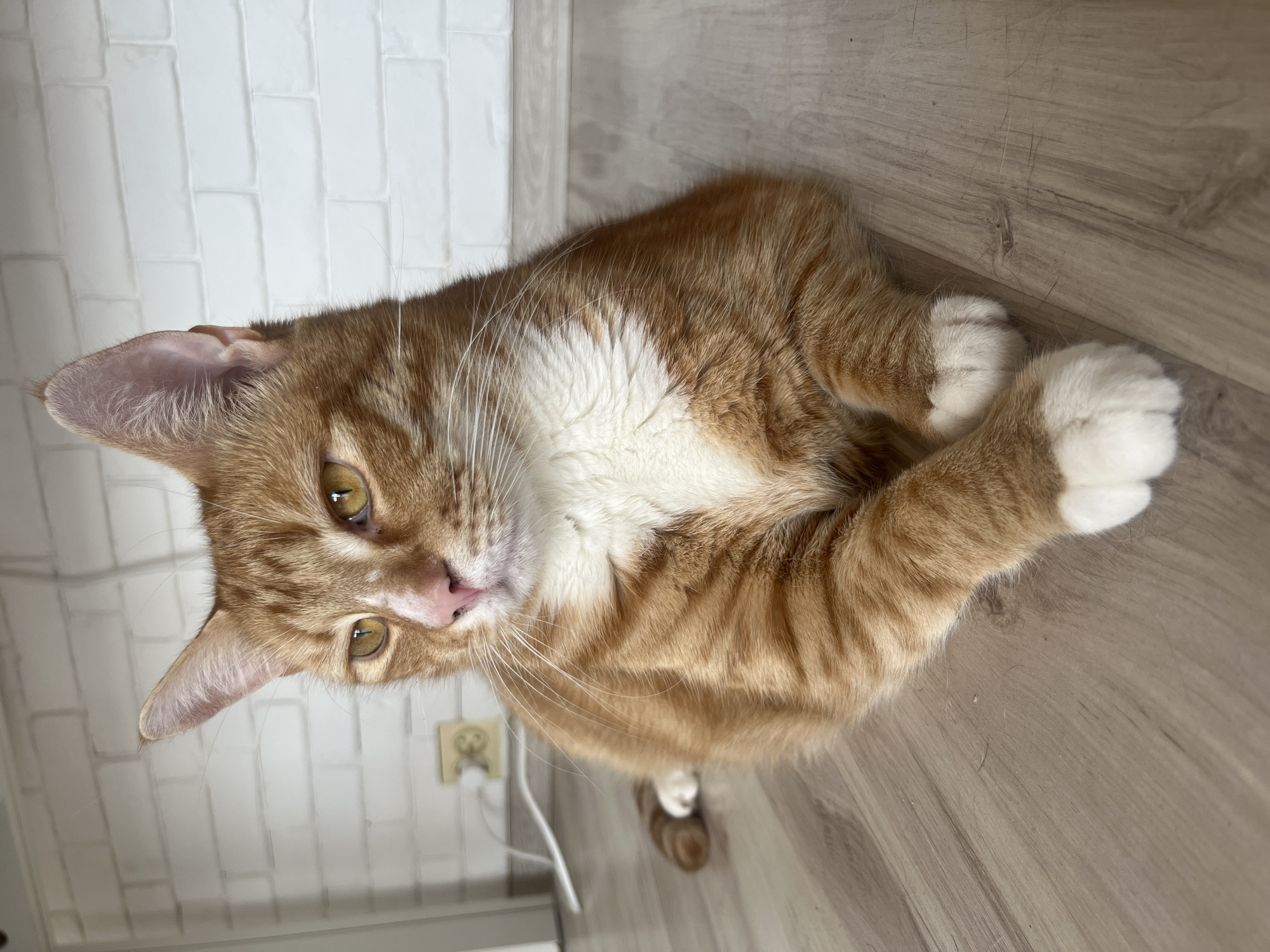 An orange tabby cat with white markings is lying on a wooden floor in front of a white brick wall. The cat is looking to the left with its paws crossed in front of its chest. There is a white electrical cord and outlet visible on the wall behind the cat. This scene is likely indoors, possibly in a residential setting. There is no information about the location in Zabrze, Poland.