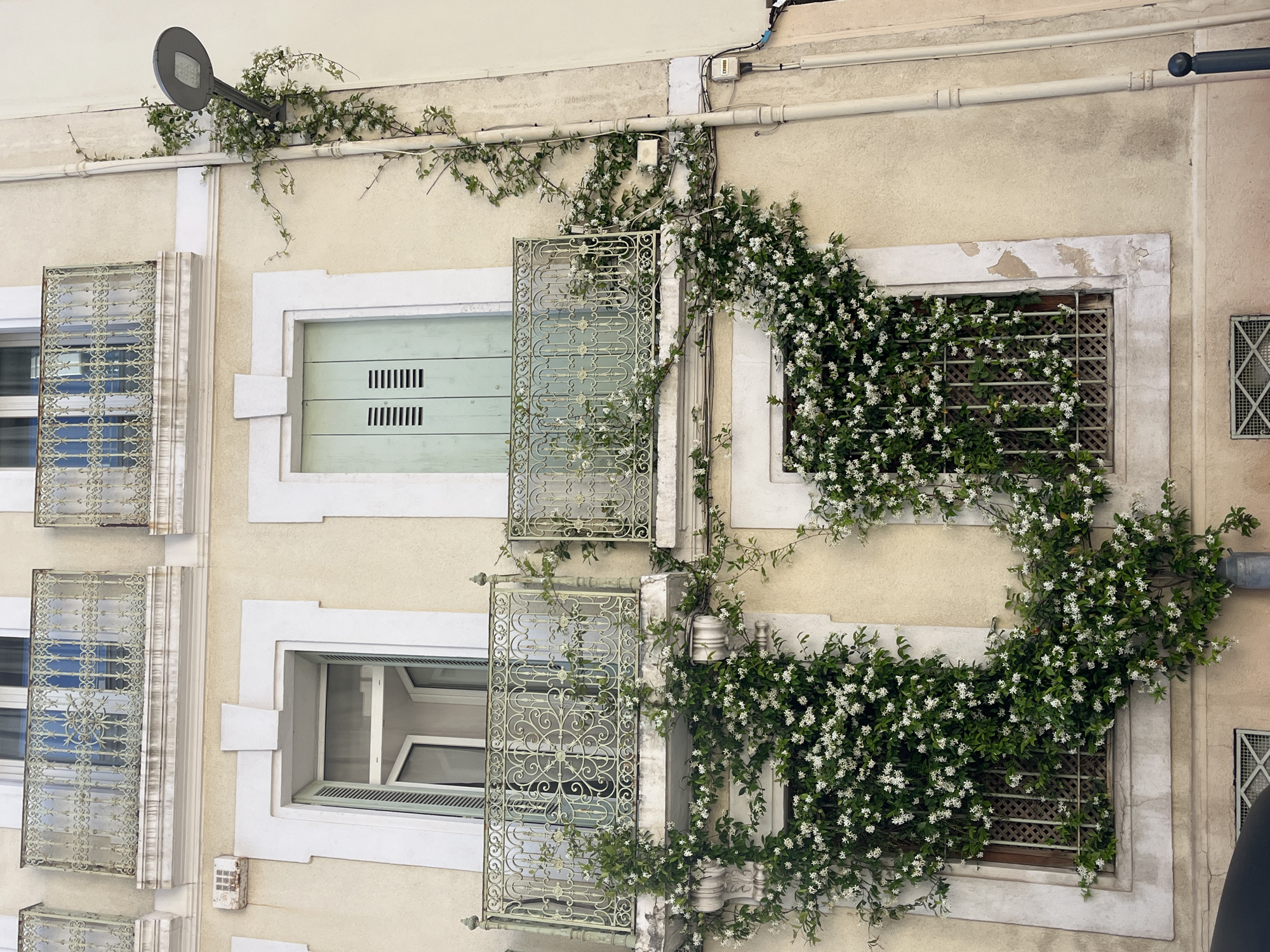 Here is a detailed description of the image:
The image shows the exterior facade of a building in Montpellier, France. The building has a cream-colored exterior wall. The image is oriented vertically and shows a partial view of the building's front.
Several windows are visible, each framed in white. Some windows are covered with decorative metal screens or grilles, while others have light green shutters. The windows vary in style; some appear to be partially open, revealing interior spaces.
Climbing plants, adorned with small white flowers, surround and partially obscure several of the windows. The vines of the plants cover part of the wall, adding a natural element to the urban setting.
A street lamp is attached to the building above the windows on the left side of the frame. The facade shows signs of age and wear, with patches of peeling paint and discoloration on the walls and window frames.
The presence of the climbing plants and the architectural details suggest the building is likely located in a historic district within Montpellier.