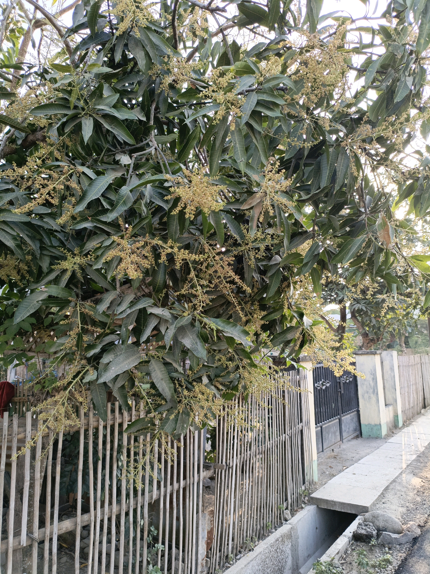 The image shows a mango tree laden with blossoms and leaves, casting shadows over a bamboo fence and a concrete drain. In the background, a black metal gate and a light-colored wall are visible, suggesting a residential area. The scene is likely located in Bulukumba, Indonesia, given the common sight of mango trees and similar fencing and drainage systems in the region. The lighting indicates it is either early morning or late afternoon, with the sun creating a warm glow on the foliage. No people are present in the frame.