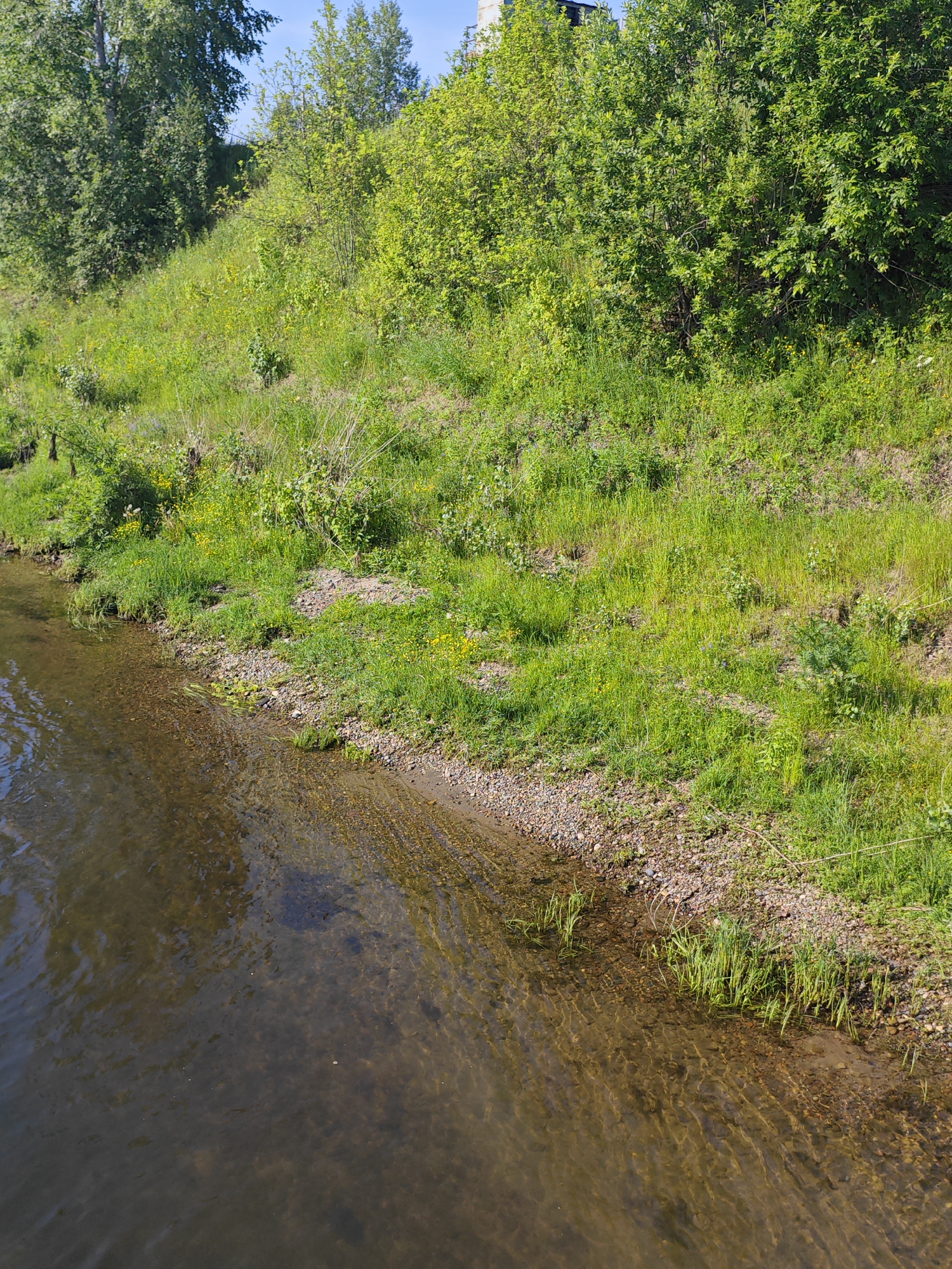 The image shows a grassy embankment sloping down to a narrow, shallow body of water. The embankment is covered in lush green grass, with scattered patches of yellow wildflowers and some small bushes. The water appears clear, with the sandy and pebbly bottom visible beneath the surface. A few thin reeds grow along the water's edge. In the background, dense green foliage from trees and bushes forms a thick barrier. The sky is visible at the top of the image, suggesting an outdoor scene on a bright day. The location is identified as Galanino, Russia. No people or animals are visible in the frame, nor are there any signs of human activity beyond what might be expected in a natural, semi-rural environment.