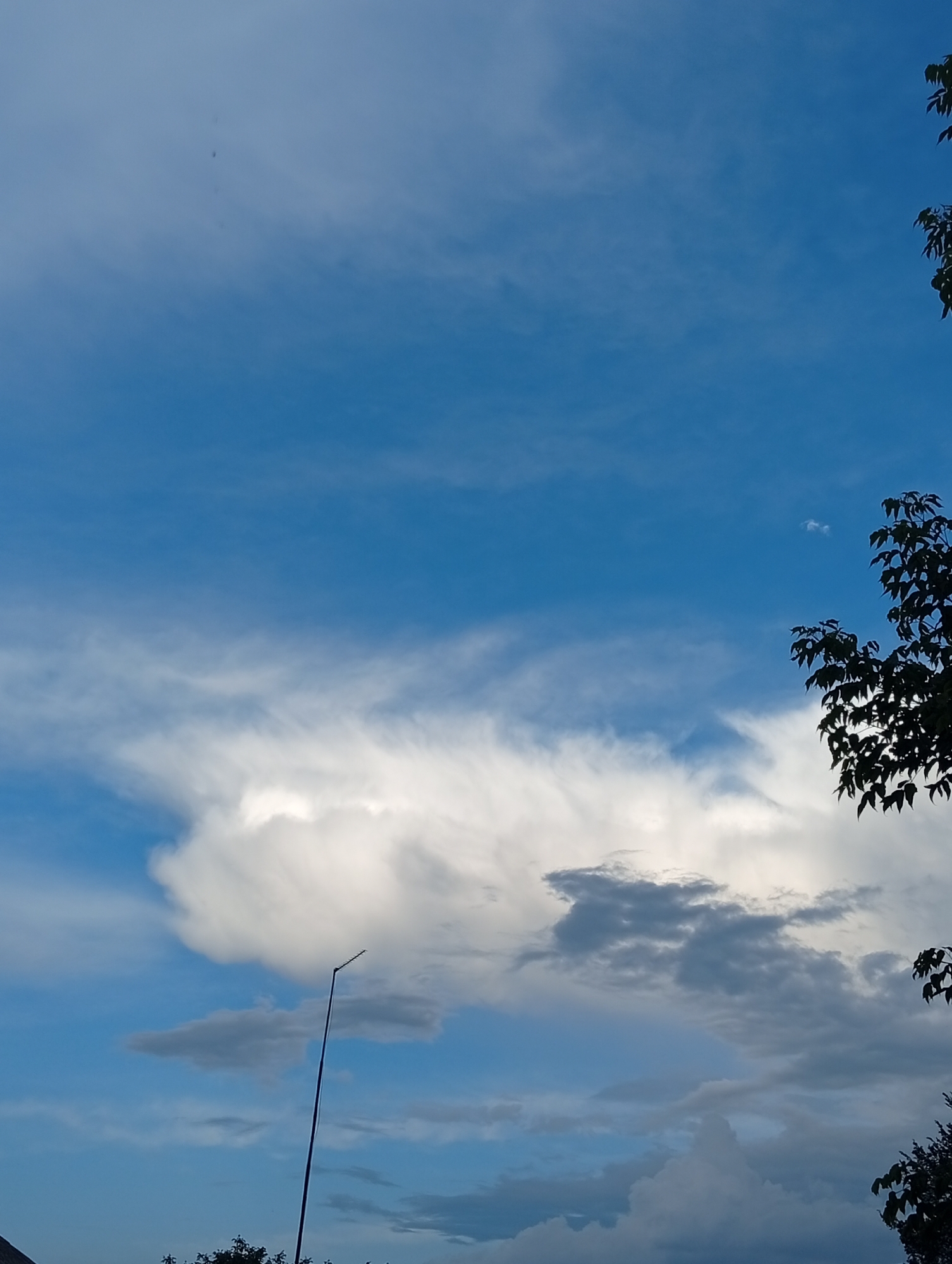 A vertical, eye-level shot captures a vast expanse of blue sky filled with various cloud formations. A large, billowy white cloud dominates the lower-middle section of the frame, with wispy cirrus clouds extending horizontally above it. To the right, dark green leaves of a tree branch are silhouetted against the bright sky. A thin, dark pole extends upwards from the bottom of the frame, reaching towards the clouds. The lighting suggests it is daytime, possibly late afternoon or early morning due to the soft illumination.