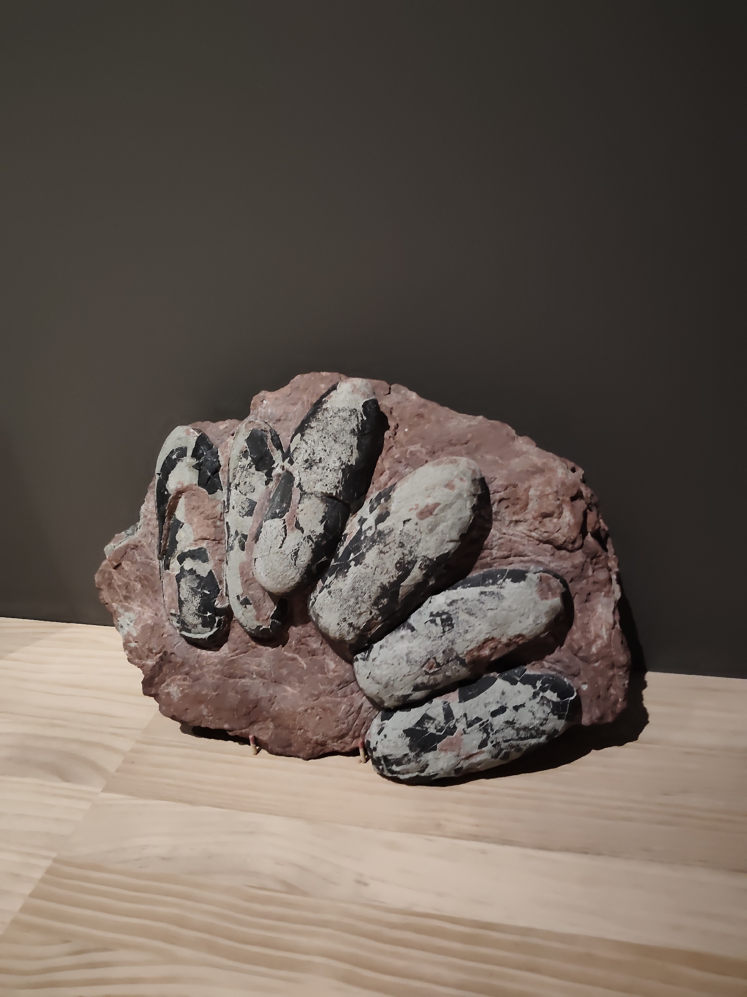 An artistic arrangement of seven fossilized dinosaur eggs, embedded in a reddish-brown rock, rests on a light-colored wooden surface. The eggs are oval-shaped and have a mottled appearance with black and off-white patterns. The rock itself is rough and irregular, with the eggs partially protruding from its surface. The background is a plain, dark gray wall. The scene is lit from the front, casting a shadow of the rock and eggs onto the wooden surface. This object is on display at the Fossil Hall in the Lee Kong Chian Natural History Museum, located in Clementi, Singapore.