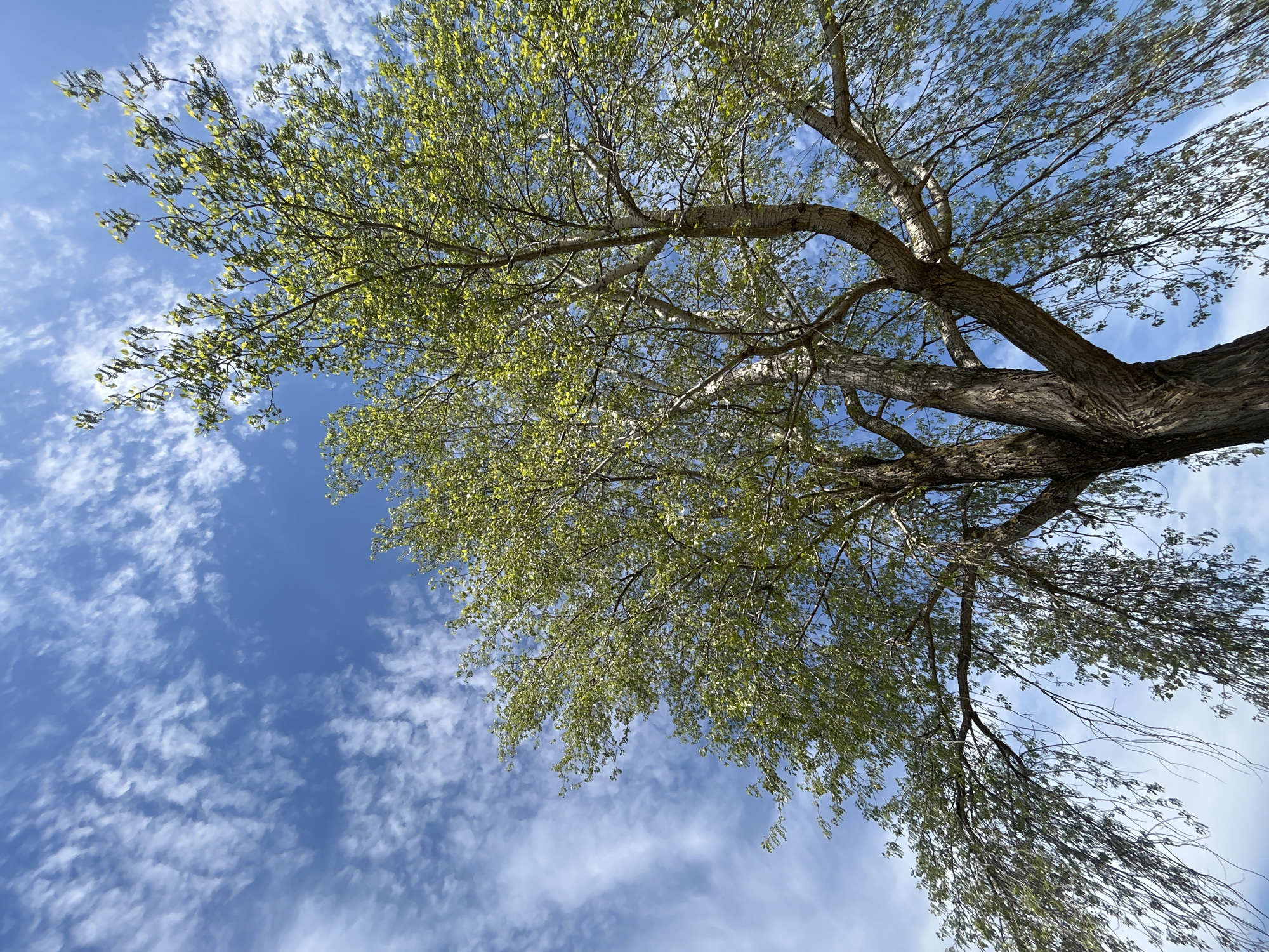 The image is a low-angle shot looking up into the branches of a tree with light green leaves against a blue sky with scattered white clouds. The tree has a thick, textured trunk and multiple branches reaching across the frame. The location is not discernible from the image alone, and therefore cannot be attributed to Chaikovsky, Russia or any other location. There are no people, actions or interactions within the scene.