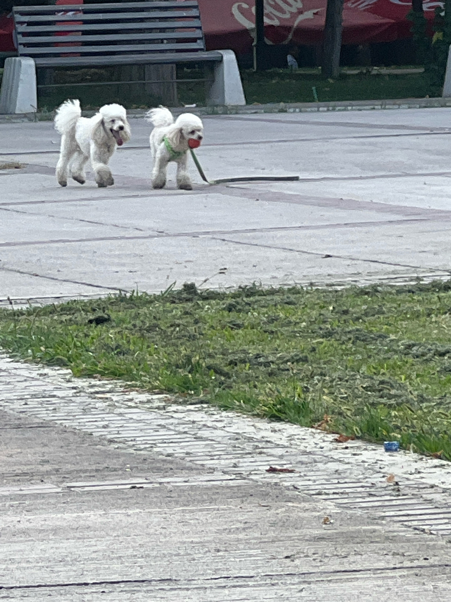 Two white poodles are walking on a paved surface. The poodle on the left is looking to the left with its tongue out. The poodle on the right is wearing a green harness and carrying a red ball in its mouth. A leash is attached to the harness and trails on the ground. In the background, there is a park bench and some greenery.