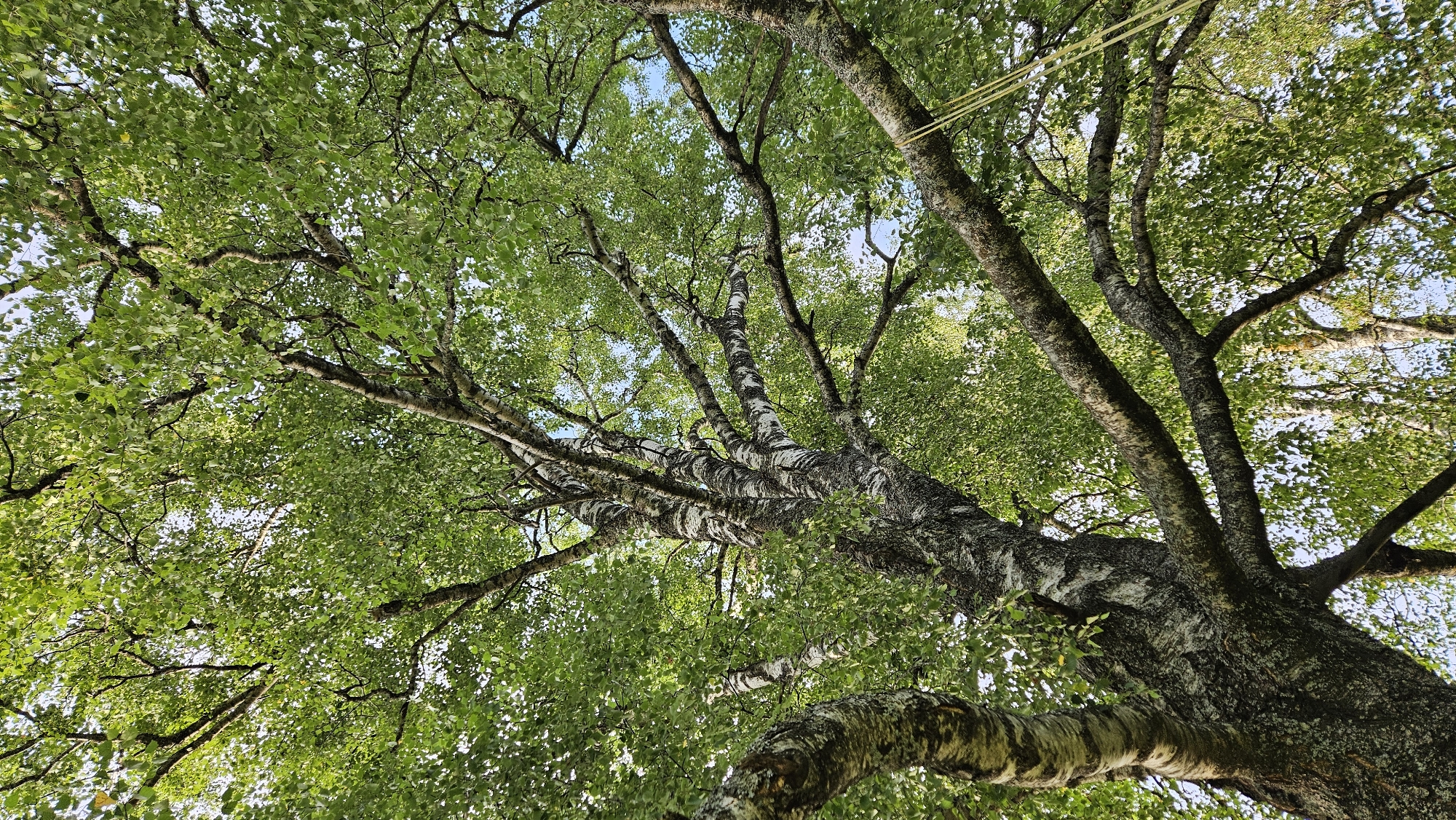 The image shows a close-up, low-angle view of a large birch tree with white, peeling bark, its branches spread wide and covered in lush green leaves. The sunlight filters through the canopy, creating dappled patterns on the leaves and branches. In the upper right corner, a yellow rope hangs down, suggesting the possibility of a swing or some other recreational activity. The background is a bright, hazy sky. The scene is outdoors, likely in a park or natural setting. The specific location is identified as Kapūņi, Latvia. There are no people or animals visible in the frame.
