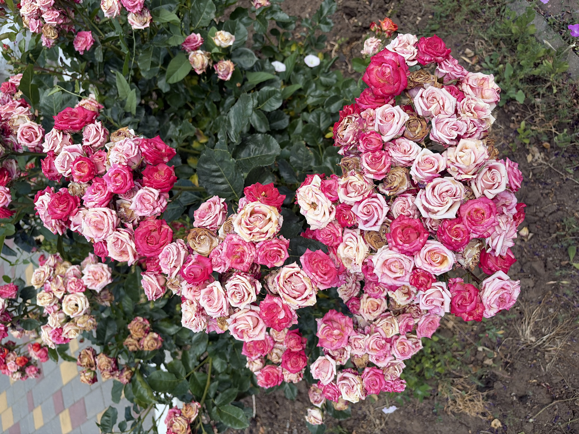 A cluster of pink and red roses in various stages of bloom and decay fills the frame, with some flowers showing browning and wilting petals. The roses are densely packed on thorny green stems, creating a vibrant yet slightly melancholic botanical scene. The ground beneath the roses is a mix of dark soil, dry grass, and scattered fallen petals. In the upper left corner, a section of a paved walkway with alternating yellow and grey square tiles is visible, suggesting an urban or garden setting. The lighting suggests it is daytime, with natural light illuminating the flowers.