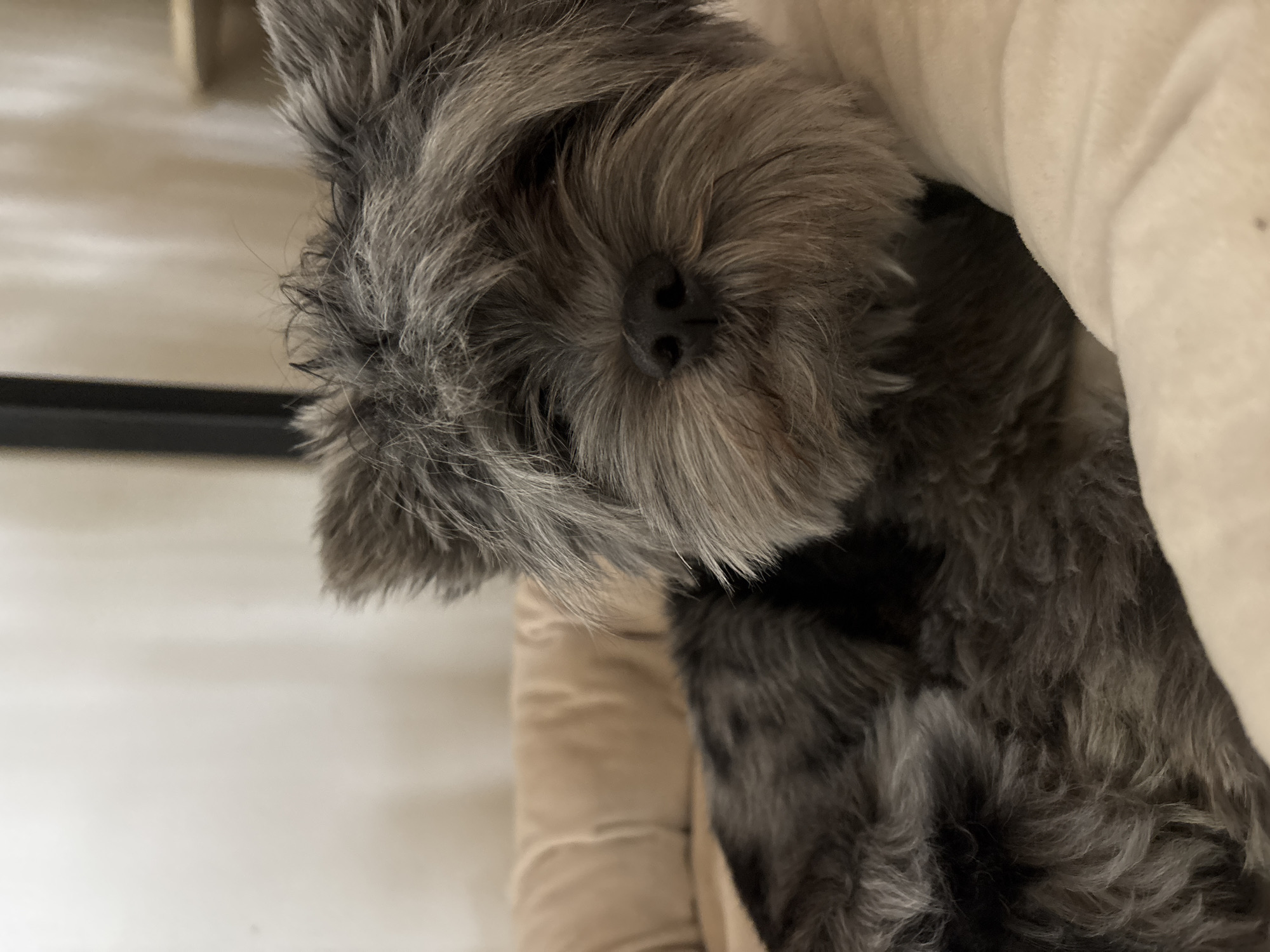 A close-up shot depicts a gray, furry dog's face with a visible nose. The dog appears to be resting within a beige-colored, soft material, possibly a bed or blanket. The background includes a white surface and a dark, horizontal line, potentially part of a piece of furniture. There is no verifiable information to suggest that this image has anything to do with the location of Chaikovsky, Russia.