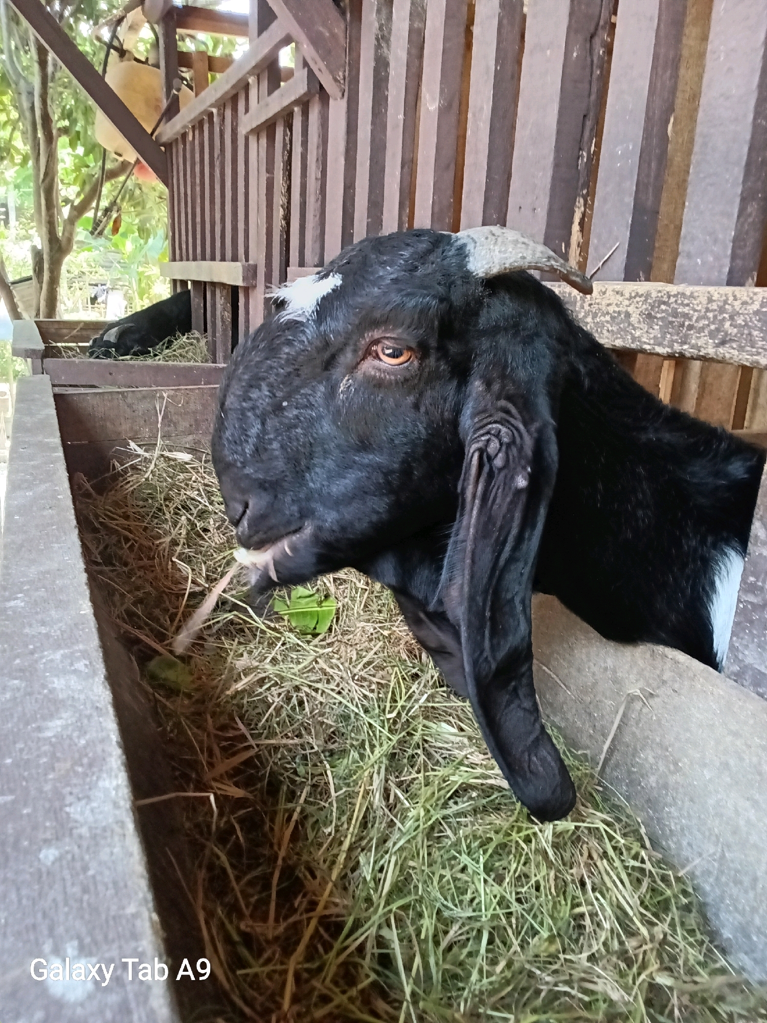 A close-up, eye-level, outdoor medium shot shows a black goat with white markings on its forehead and neck, standing in a wooden enclosure filled with hay. The goat is facing left and chewing on grass and green leaves. Its large, dark eyes are visible, and one horn curves slightly upwards. Behind the goat, another black goat is lying down in the hay. The enclosure has wooden plank walls and a thatched roof. The background shows green foliage and trees, suggesting a rural or semi-rural setting. The image has a watermark in the bottom left corner that reads "Galaxy Tab A9". The lighting is natural and appears to be from daylight. The location is identified as Trenggalek, Indonesia.
