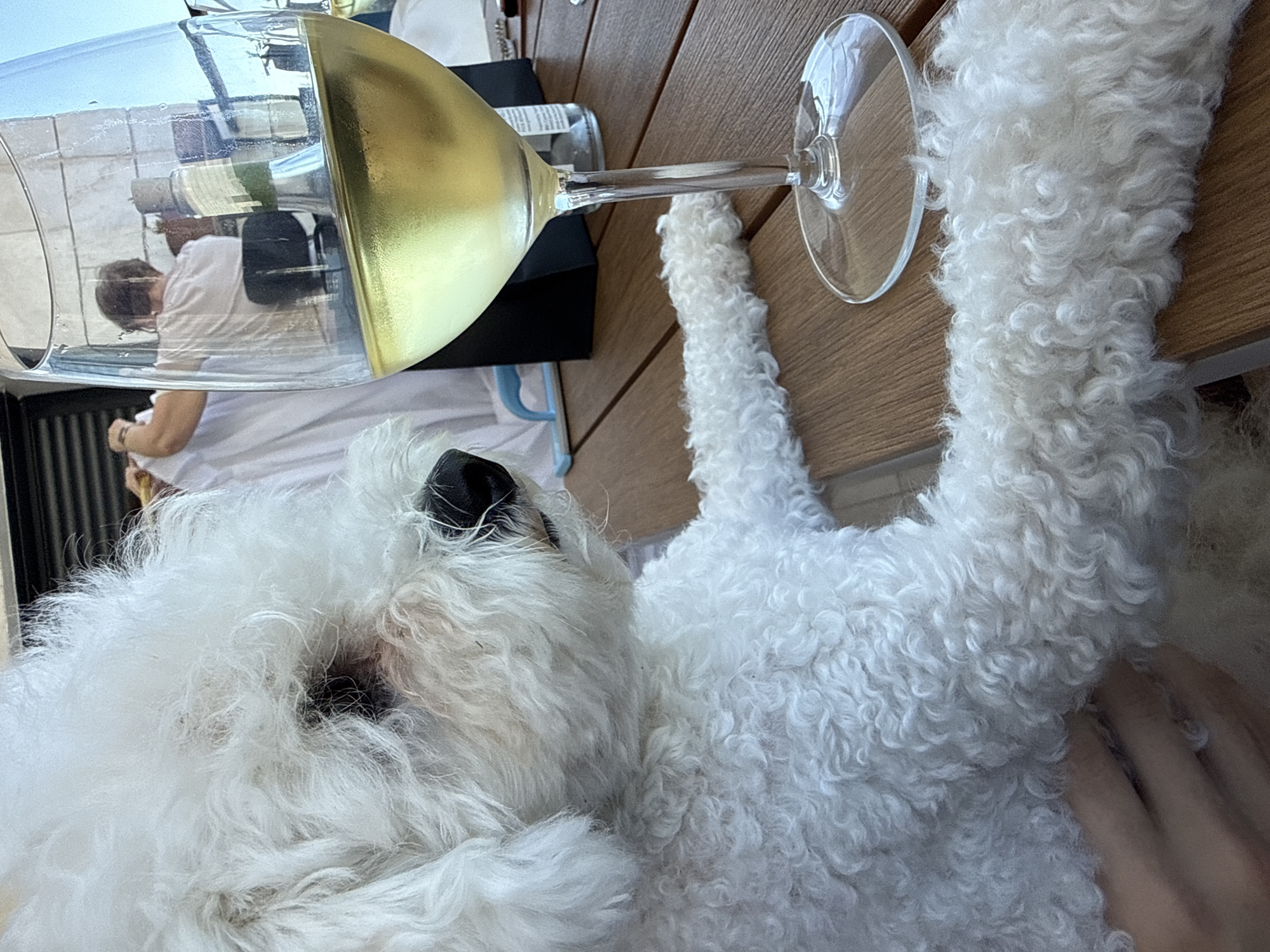 A white poodle sits on a wooden table, with a glass of white wine in front of it. In the background, a person is seen from behind, wearing a white shirt and a dark chair. The scene appears to be set outdoors, with a glimpse of a building and the sky in the background. The lighting suggests it is daytime. The image does not provide any specific location details within Or Yehuda, Israel.