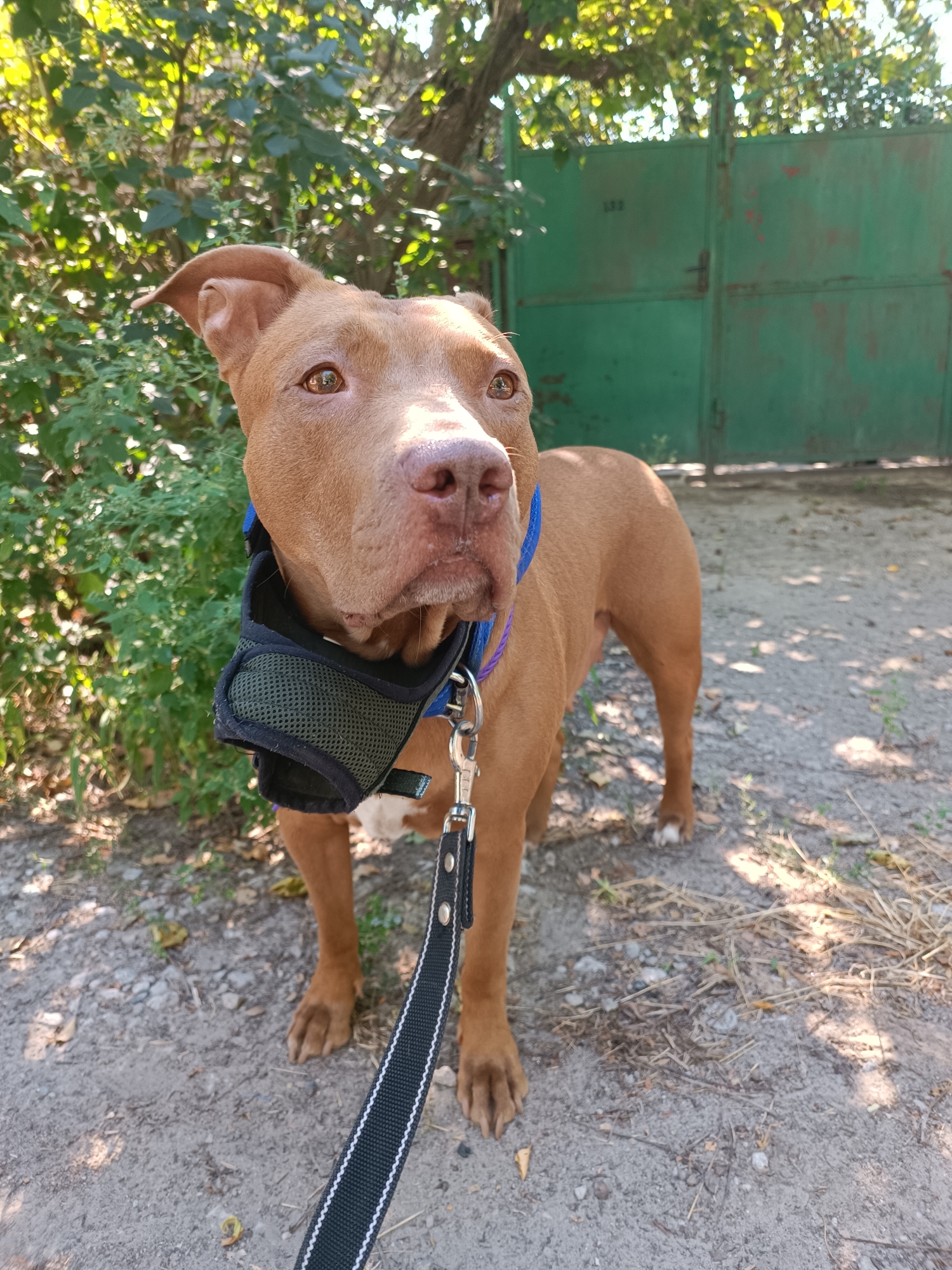 A tan pit bull dog stands outdoors on a gravelly path, facing left with its head turned towards the viewer. The dog wears a blue collar and a dark green muzzle. A black leash with white stripes is attached to the collar and extends out of frame. In the background, lush green foliage is visible to the left, and a weathered green metal gate with a handle and a numerical plate reading "122" stands to the right. The ground is covered in dirt, small stones, and dry grass. The scene appears to be in a semi-rural or backyard setting.