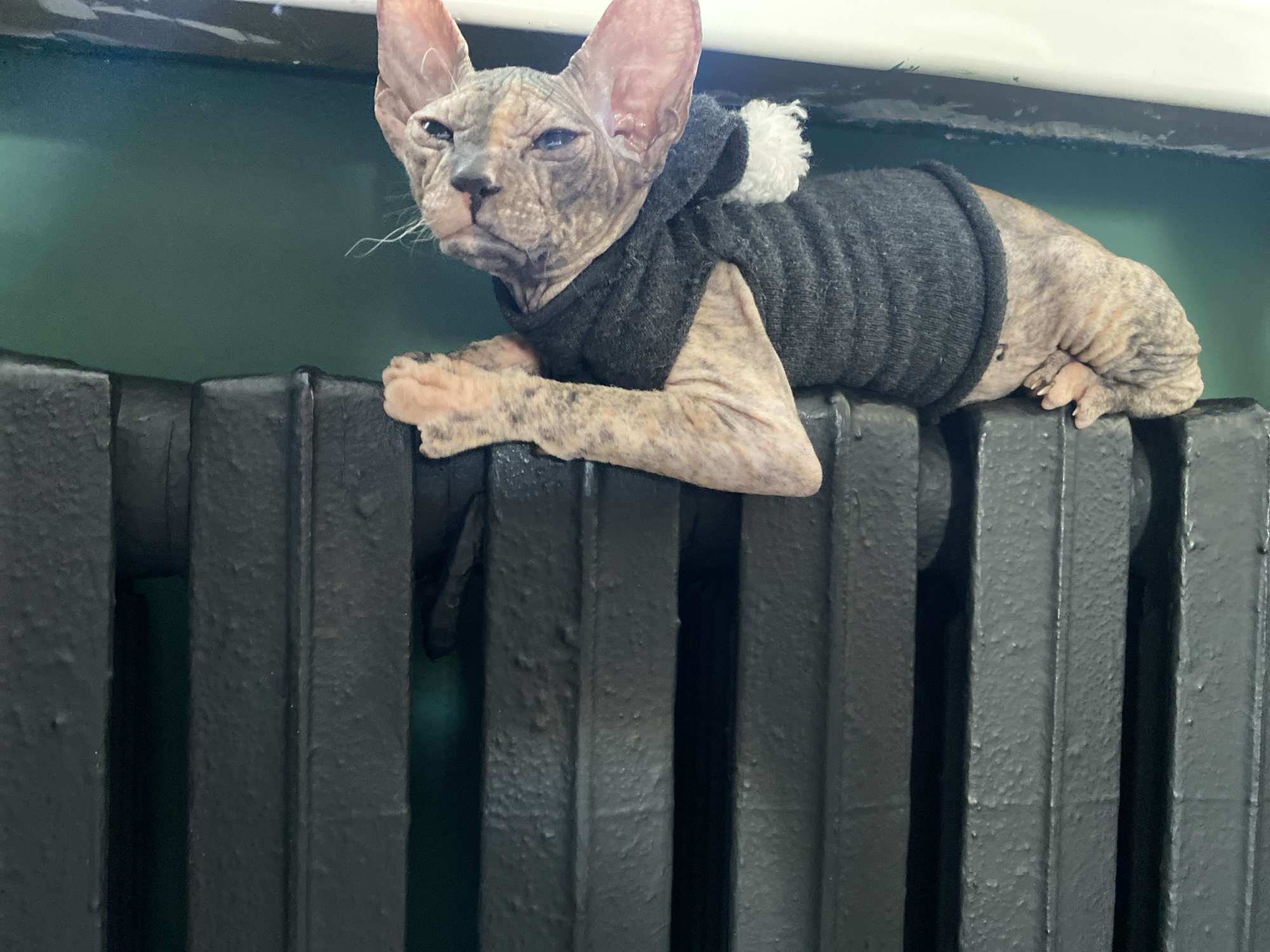 A sphynx cat wearing a grey sweater with a white pom-pom is perched on a black radiator. The location is Kazan, Russia. The background shows a light green wall and a white surface above the radiator.