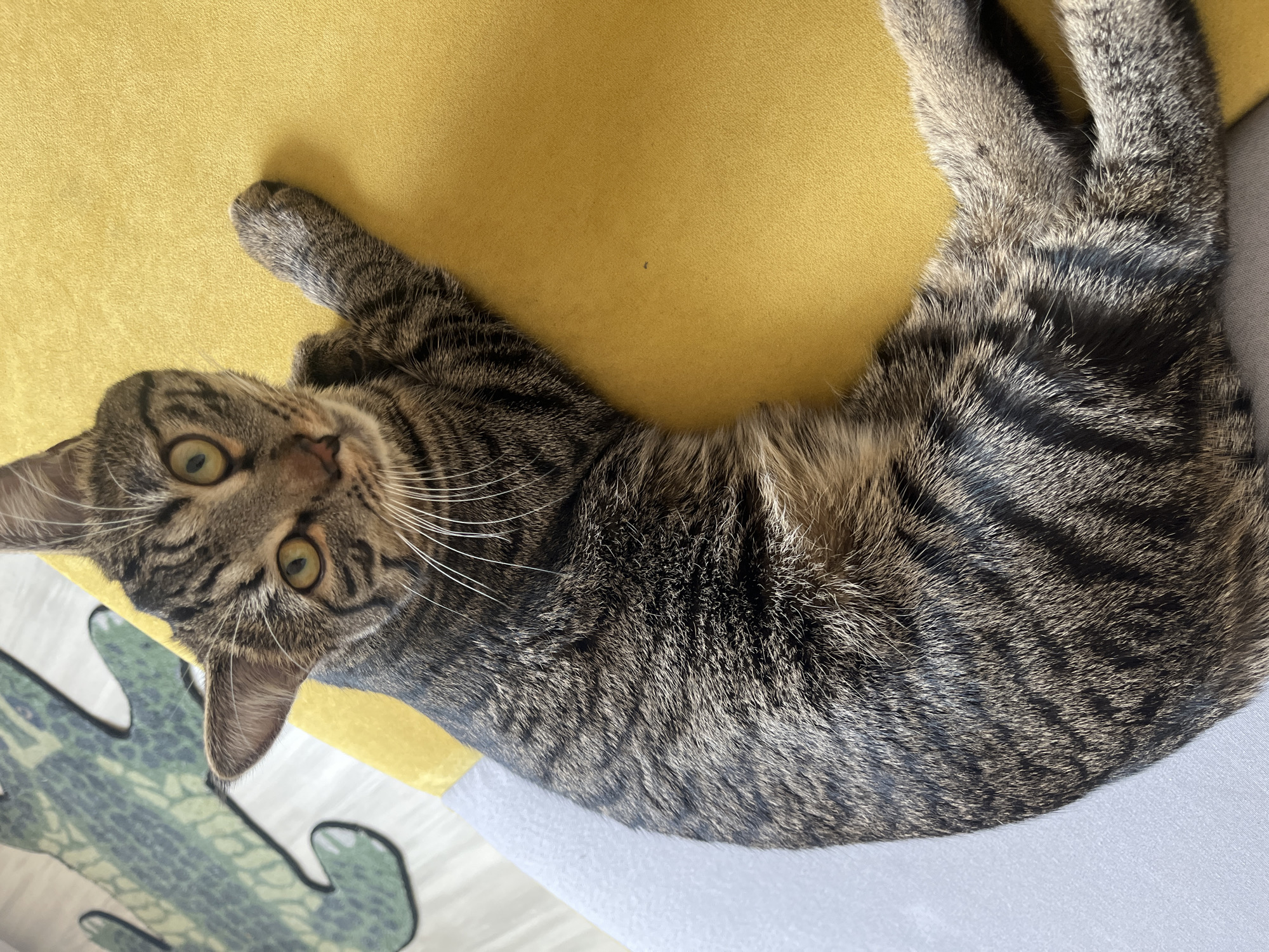 A tabby cat with green eyes lies on a yellow surface next to a gray surface. A green alligator-shaped rug is partially visible in the background. The cat's fur is striped with black and gray. Its right paw is extended onto the yellow surface. The image appears to be taken indoors, likely in a residential setting. The location in Noyabrsk, Russia, is not discernible from the visual information provided in the image.