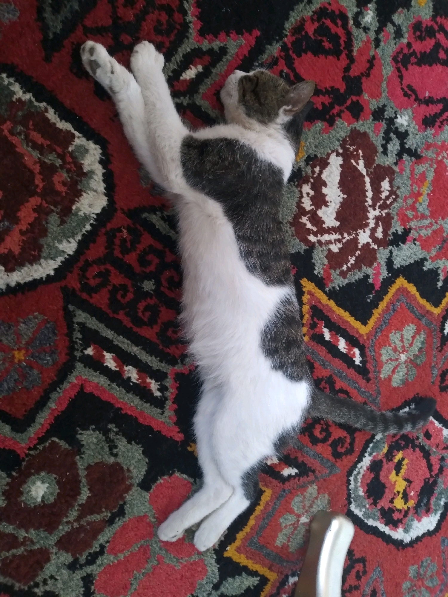 A white and grey cat is sleeping on a red, black, and green patterned rug. The cat is lying on its back with its legs extended. Its head is turned to the right, and its eyes are closed. The rug has a complex geometric pattern with floral motifs. The scene appears to be indoors, in a residential setting. The location of Baki, Uzbekistan is not discernible from the image.