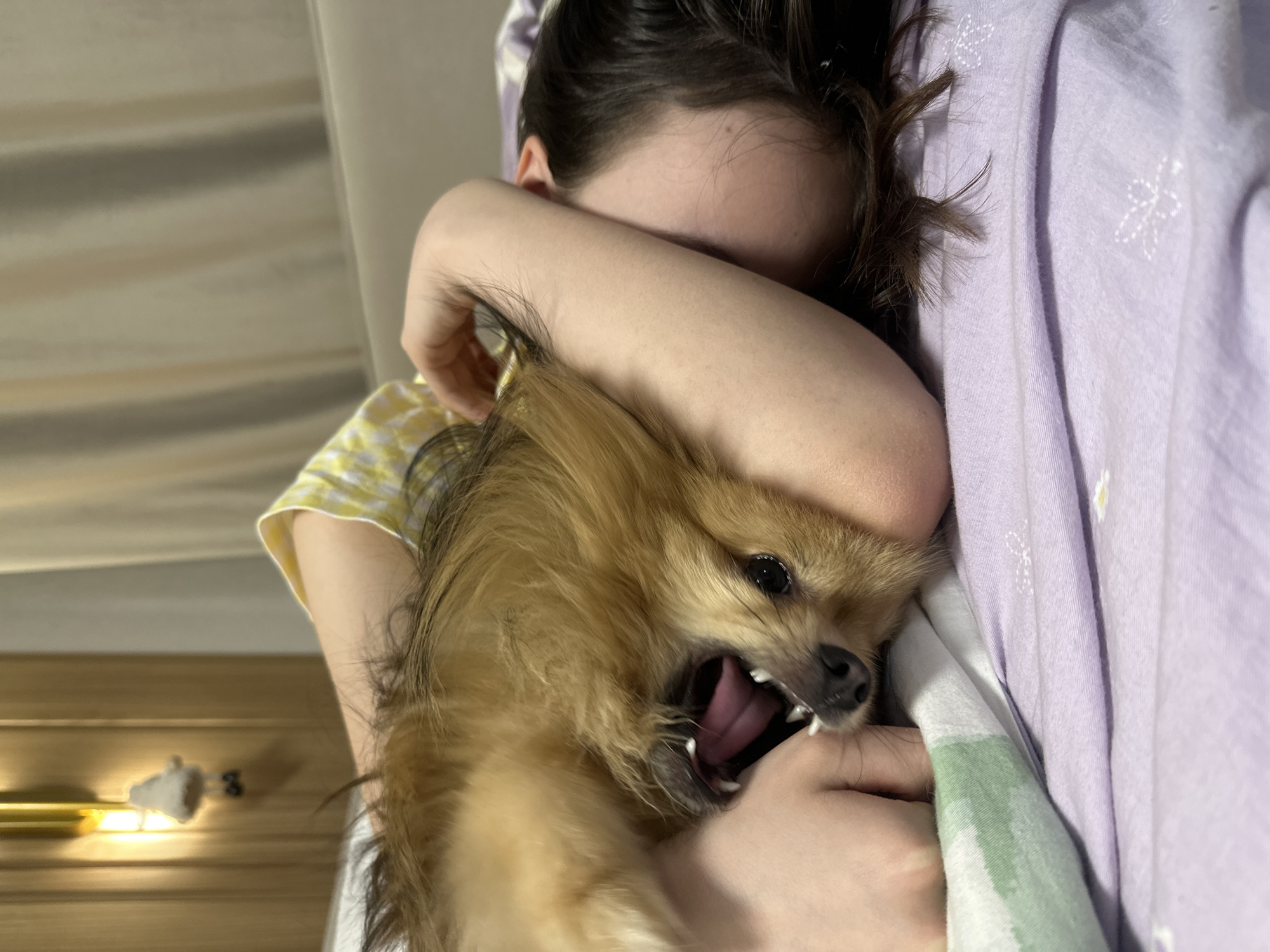A person is holding a Pomeranian dog. The person is lying down, with their face obscured by their arm. The dog is being held close to the person's chest and its mouth is open. The setting appears to be indoors, possibly in a bedroom. There is a patterned blanket and a light fixture visible in the background. There is no evidence to suggest that the location is in the city of Votkinsk, Russia.
