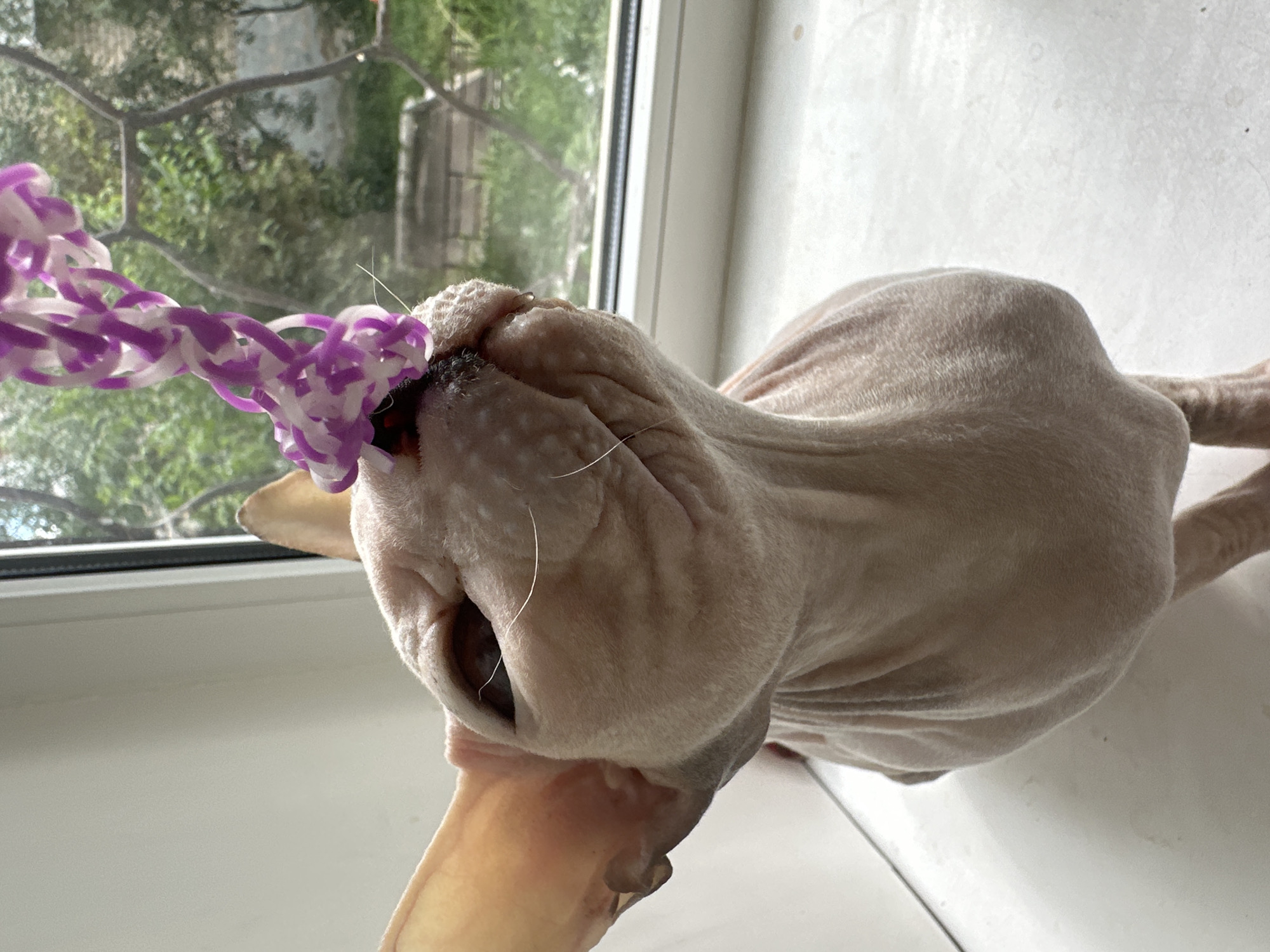 A close-up, low-angle shot shows a hairless Sphynx cat sitting on a windowsill, looking upwards at a colorful toy made of intertwined purple and white rubber bands. The cat's wrinkled skin and large ears are visible, and its eyes are dark. The background reveals a window with a view of green trees and a wire fence. The windowsill appears to be made of white material, and the wall to the left is also white. The scene takes place indoors, near a window.