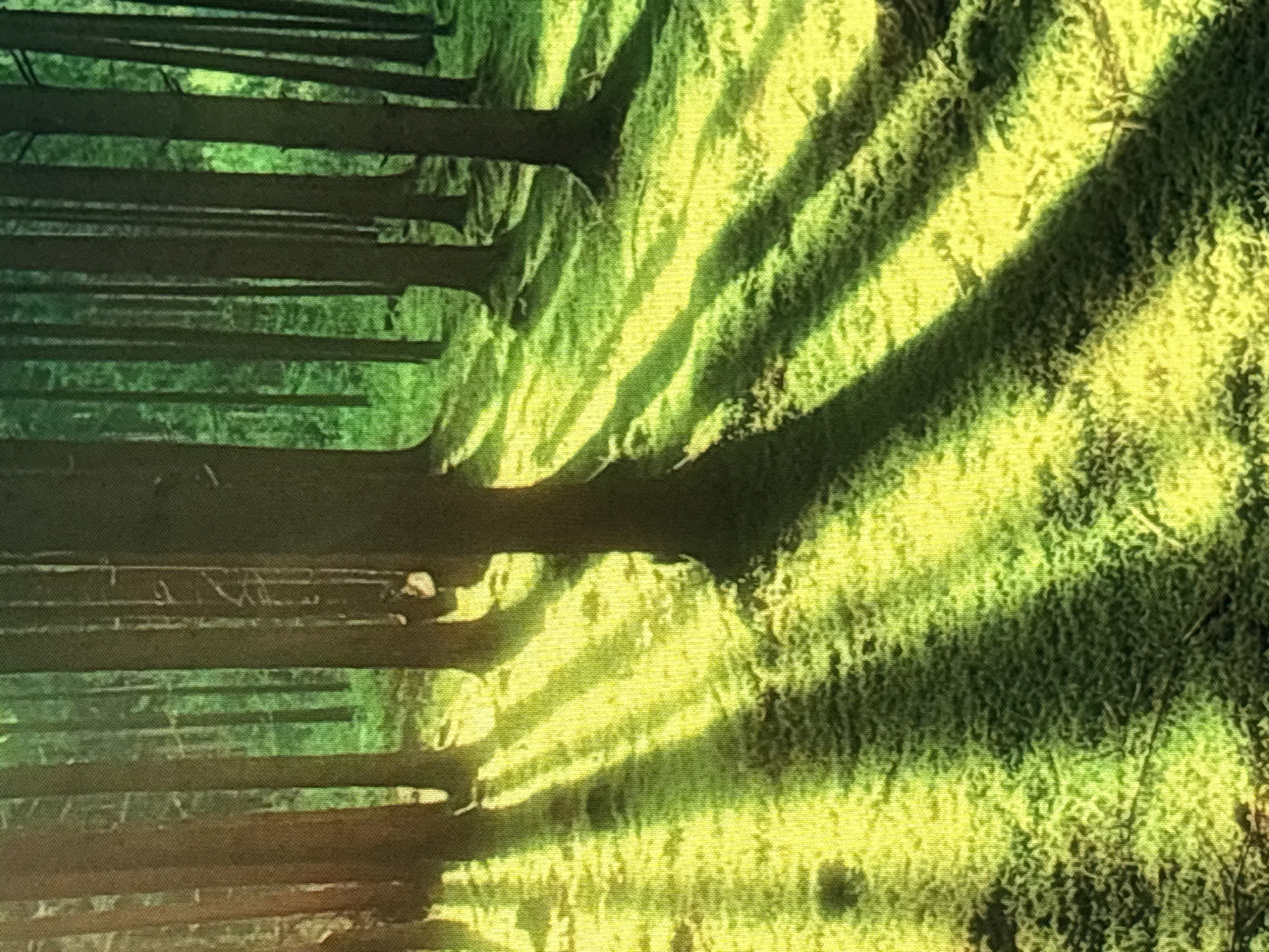 This image depicts a sun-dappled forest floor covered in lush green moss. Tall, dark tree trunks rise vertically, casting long, diagonal shadows across the mossy ground. Sunlight streams through the dense canopy, creating a vibrant, almost golden glow on the illuminated patches. The overall impression is one of a serene and natural woodland environment. The image does not contain any elements that would allow for a specific location within Sofia, Bulgaria, to be identified.