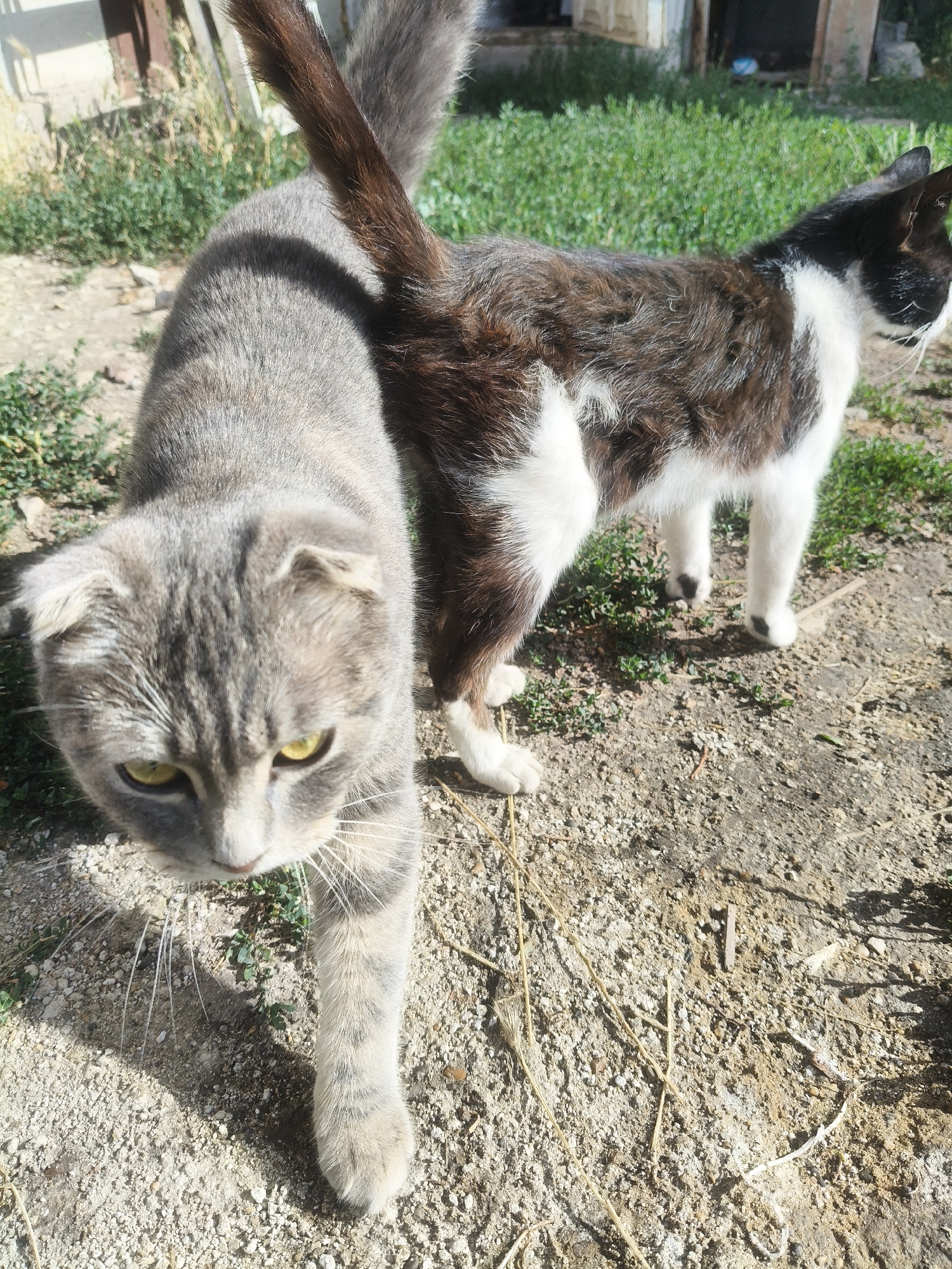 In Grinăuți, Moldova, two cats are captured in a sunlit outdoor environment. In the foreground, a Scottish Fold cat with grey tabby markings and striking yellow eyes is positioned on a dirt and gravel path, its body angled towards the camera as it walks forward. Its ears are distinctly folded downwards. Behind it, a black and white cat stands with its body partially obscured by the grey cat. The black and white cat has patches of dark brown and white fur and is facing away from the camera, looking towards the right side of the frame. The ground is covered in a mix of dirt, small stones, and dry grass. In the background, lush green vegetation and elements of an outdoor structure, possibly a shed or building with a weathered appearance, are visible. The lighting suggests it is daytime, with strong sunlight casting shadows.