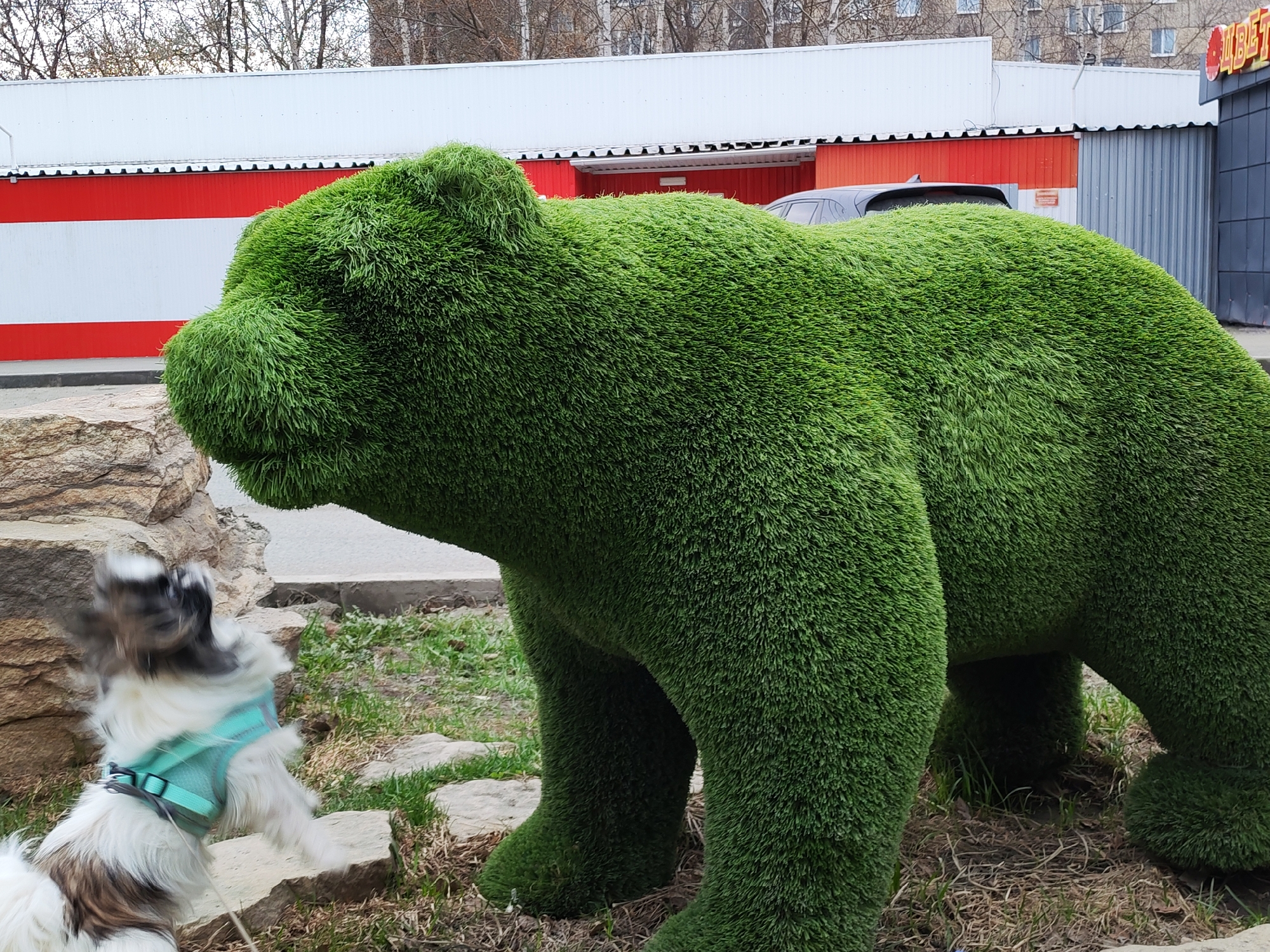 A dog jumps on a rock near a large, green, bear-shaped topiary in Izhevsk, Russia. The dog is small with long white and brown fur, and it wears a turquoise harness. The bear is made of a dense, grass-like material. Behind the bear is a building with a red and white facade, topped by a white roof. A gray car is parked behind the bear, partially visible. In the background, trees with bare branches and a multi-story apartment building are visible. A sign with Russian lettering is attached to the building on the right side. Rocks and dry grass surround the base of the bear and the area where the dog is jumping.