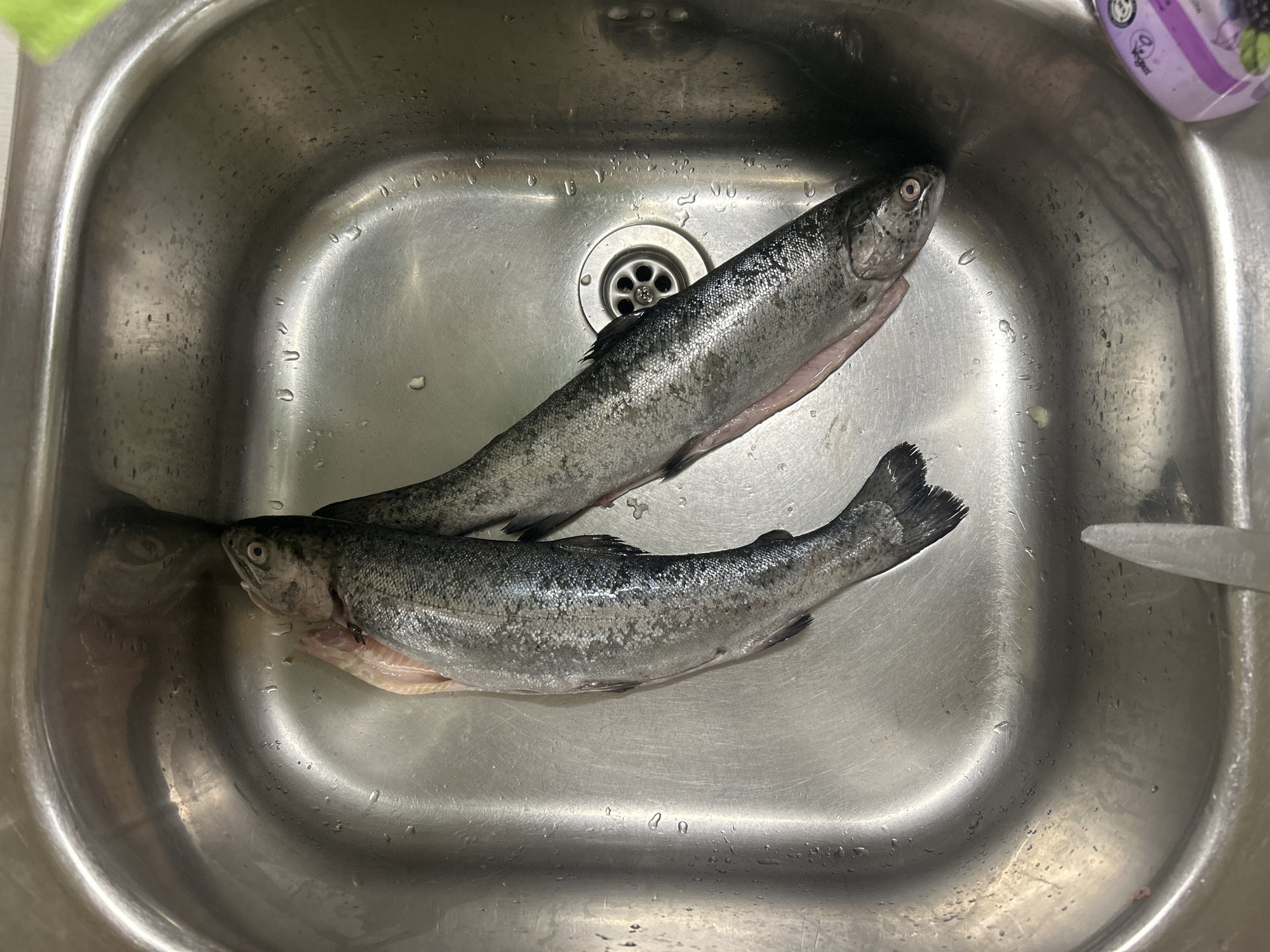 A high-angle, overhead photograph captures two gutted fish within a wet, stainless steel kitchen sink. The sink basin is rectangular with rounded corners, its polished surface reflecting light and showing numerous water droplets. A circular metal drain with a grate is visible in the middle-right section of the basin.
The two fish, consistent with trout or salmon species, are silvery-grey with distinct scales. The fish positioned on the left has its head directed towards the upper-left, and its tail towards the lower-left. Its abdominal cavity is open, revealing pinkish-red internal flesh. The second fish, on the right, is oriented with its head towards the middle-right and its tail extending towards the upper-right, partially obscured. This fish also displays exposed pinkish-red internal flesh along its belly where it has been gutted.
In the bottom-center of the sink, the tip of a silver-colored knife is visible, angled slightly upwards and to the right. A portion of a purple and white container, possibly a cleaning product or beverage bottle, is present in the bottom-right corner, displaying partial text including "Vegan" and "blueberry." A hint of a green object, consistent with a sponge or scrubber, can be observed near the upper-right rim of the sink basin. No individuals are present in the image. The scene is set in a kitchen, identified as being in the city of Buhovo, Bulgaria.
