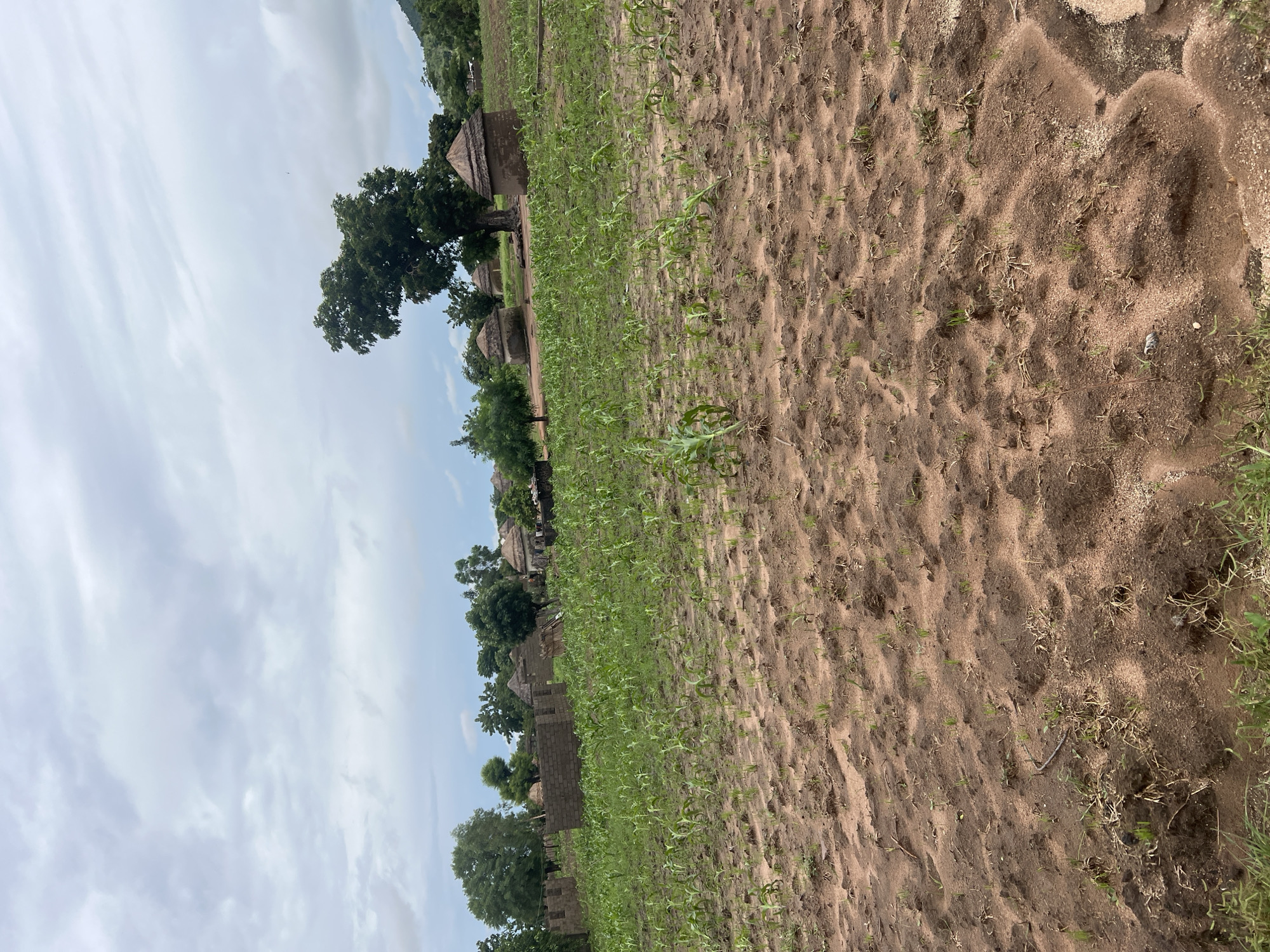 The image depicts a village scene in Kona Garu, Nigeria. The primary subjects are traditional thatched-roof huts nestled amongst lush green trees. In the foreground, a field of young green crops, likely maize, stretches out across sandy soil. The crops are planted in neat rows, with some showing signs of growth and development. The terrain appears somewhat uneven, with small mounds and depressions in the sandy earth.
In the background, beyond the field and trees, more huts are visible, suggesting a densely populated area. The architecture of the huts is characteristic of rural Nigerian settlements, with conical thatched roofs and walls constructed from natural materials. The presence of trees adds to the natural beauty of the scene, providing shade and a sense of the rural environment.
The sky is overcast with soft, diffused light, indicating it is likely daytime, possibly late morning or afternoon. There are no discernible human figures in the image, but the presence of the village and cultivated fields suggests agricultural activity and daily life within the community. The overall impression is one of a peaceful, rural existence, deeply connected to the land and its resources. The setting evokes a sense of community and traditional living. There is no visible text in the image.