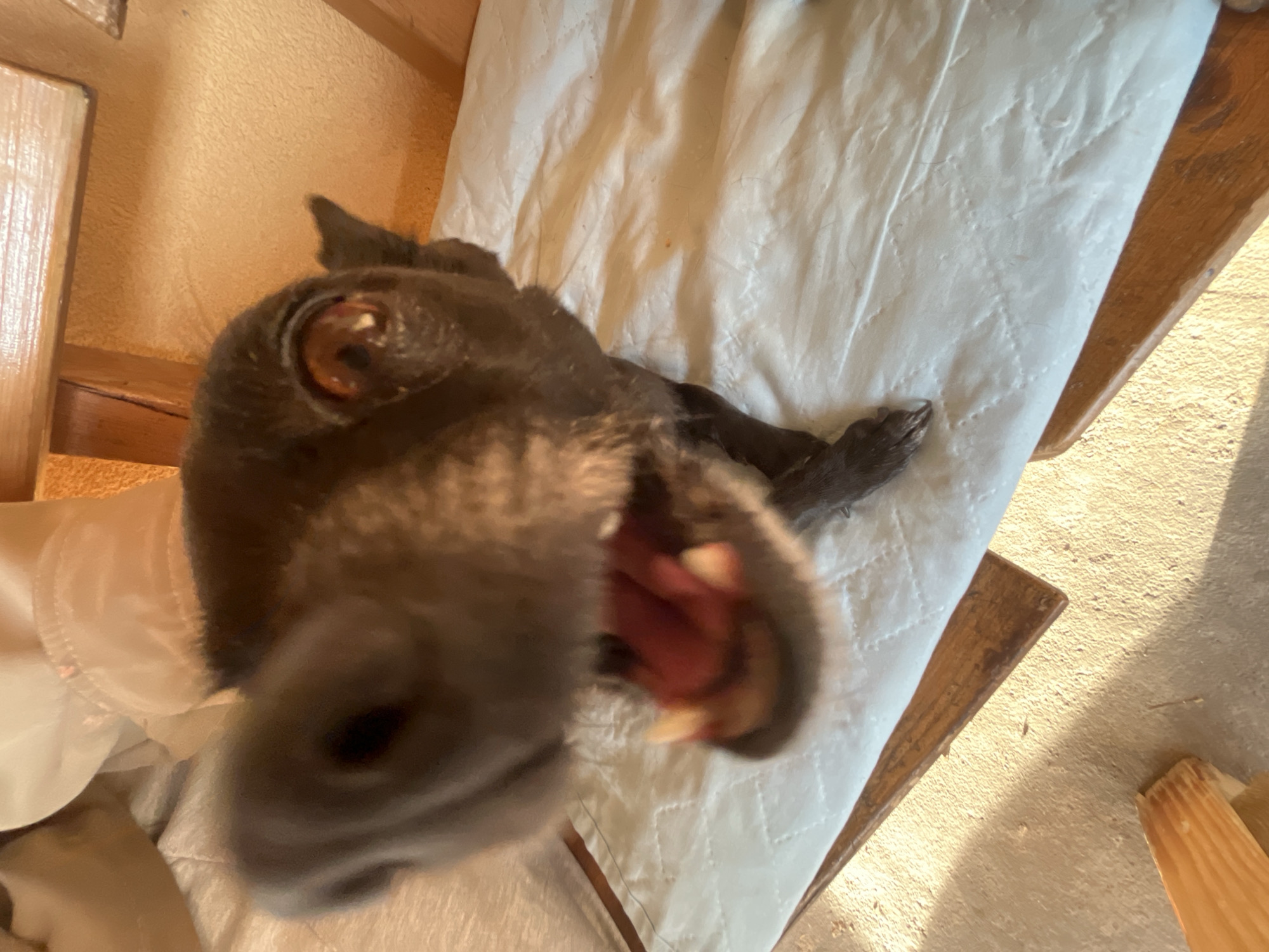 A close-up overhead shot depicts a brown dog, possibly a Labrador, with its mouth open, revealing teeth and tongue. The dog is positioned on a white quilted cushion placed on a wooden chair. Part of the wooden chair is visible in the upper left and right sides of the image. The background appears to be an indoor setting with a partially visible white surface and flooring in the lower right corner. The location and city are not discernable.